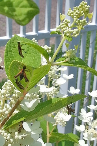After mind-altering fungi take control of their bodies, the soldier beetle’s final act is to move high on a plant, clamp on with their jaws, and spread their wings to provide launching pads for dispersal of fungal spores . Photo credit: Carol Jelich