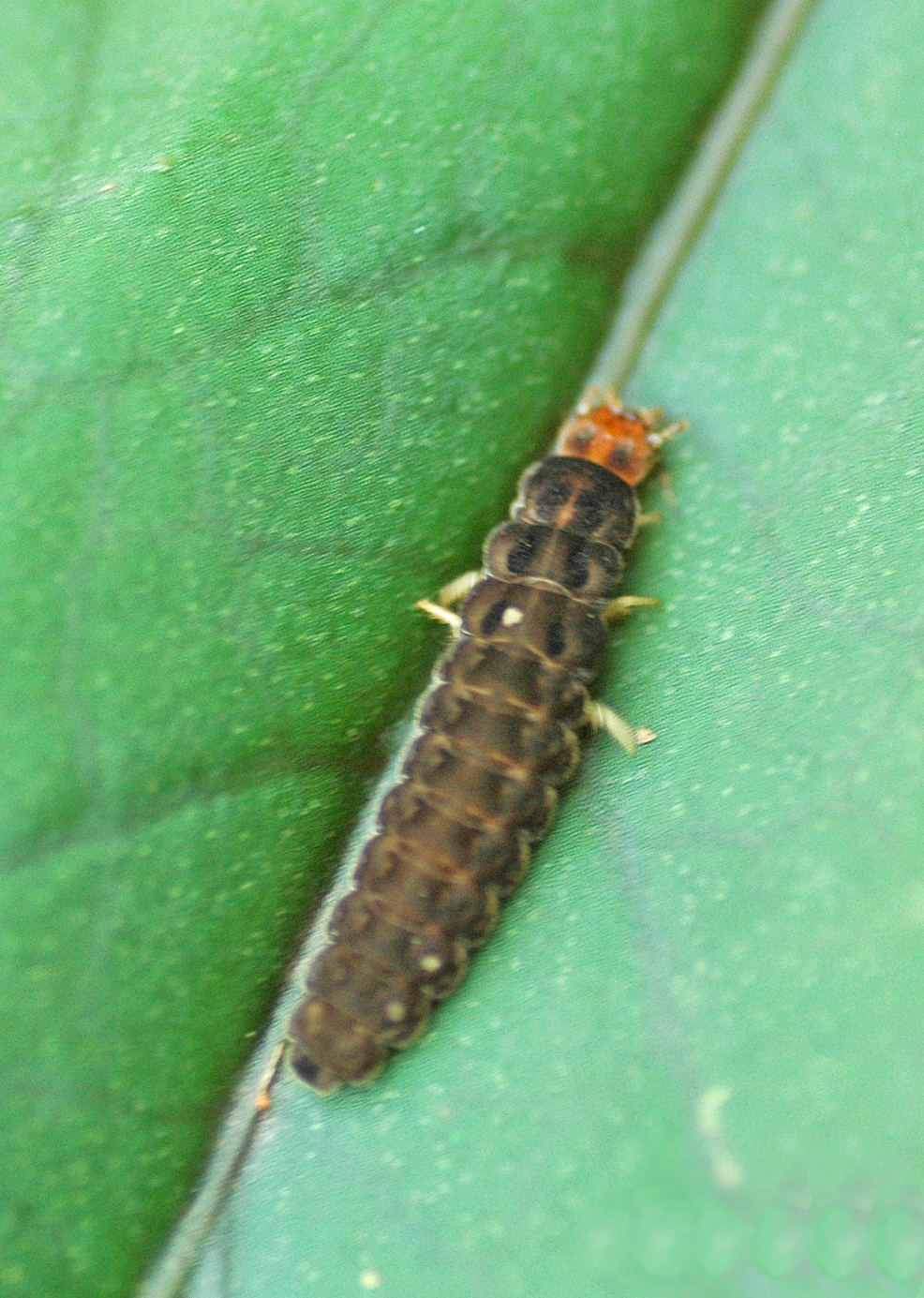 Velvety soldier beetle larvae attack many ground and plant dwelling pests.