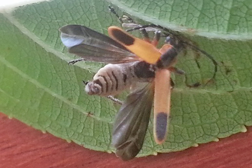 Fruiting bodies of Entomophthora give the soldier beetle’s body a furry appearance.