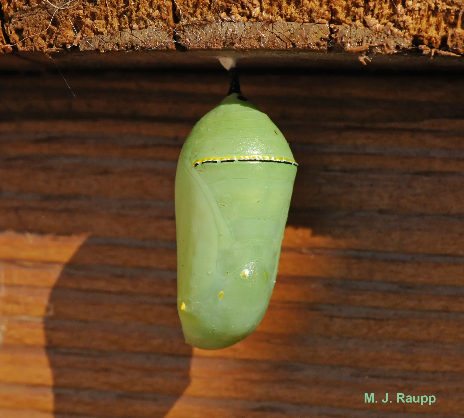 Often the monarch caterpillar moves away from the milkweed plant to transform into a beautiful chrysalis from which the adult butterfly later emerges.
Normal
0
false
false
false
EN-US
X-NONE
X-NONE
/* Style Definitions */
table.MsoNormalTable
{mso-style-name:"Table Normal";
mso-tstyle-rowband-size:0;
mso-tstyle-colband-size:0;
mso-style-noshow:yes;
mso-style-priority:99;
mso-style-parent:"";
mso-padding-alt:0in 5.4pt 0in 5.4pt;
mso-para-margin-top:0in;
mso-para-margin-right:0in;
mso-para-margin-bottom:10.0pt;
mso-para-margin-left:0in;
line-height:115%;
mso-pagination:widow-orphan;
font-size:11.0pt;
font-family:"Calibri","sans-serif";
mso-ascii-font-family:Calibri;
mso-ascii-theme-font:minor-latin;
mso-hansi-font-family:Calibri;
mso-hansi-theme-font:minor-latin;}