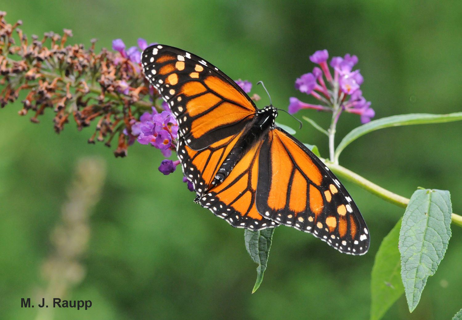 Monarchs are a summer delight in the meadows of Maryland.