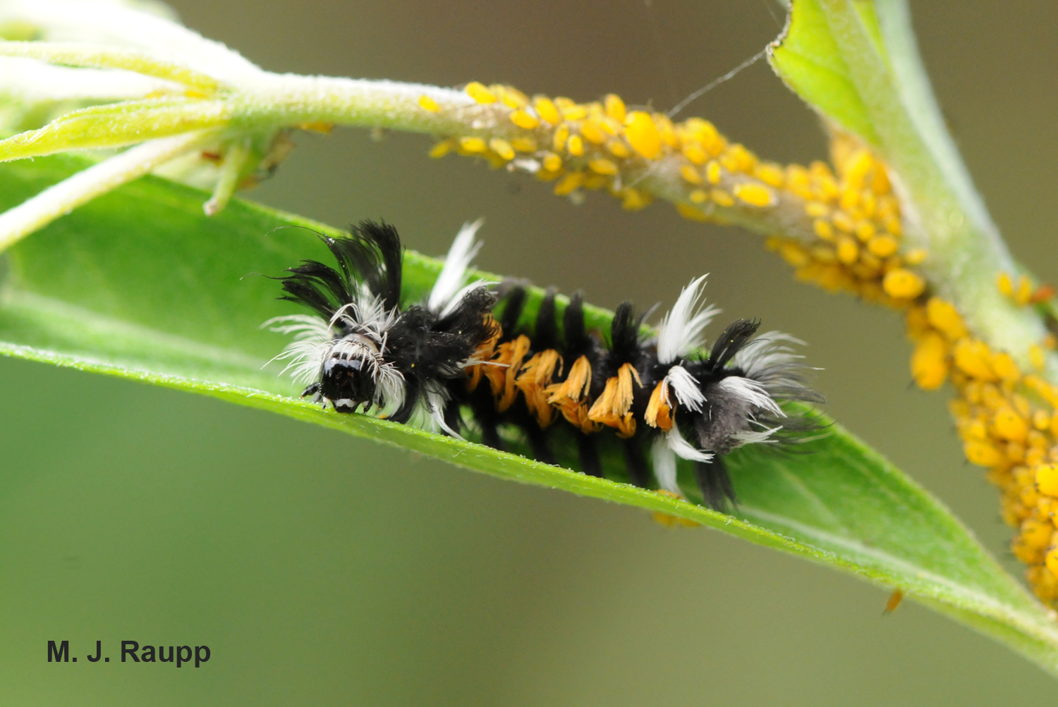 The Other Milkweed Caterpillar Milkweed Tussock Moth I Euchaetes Egle I Bug Of The Week