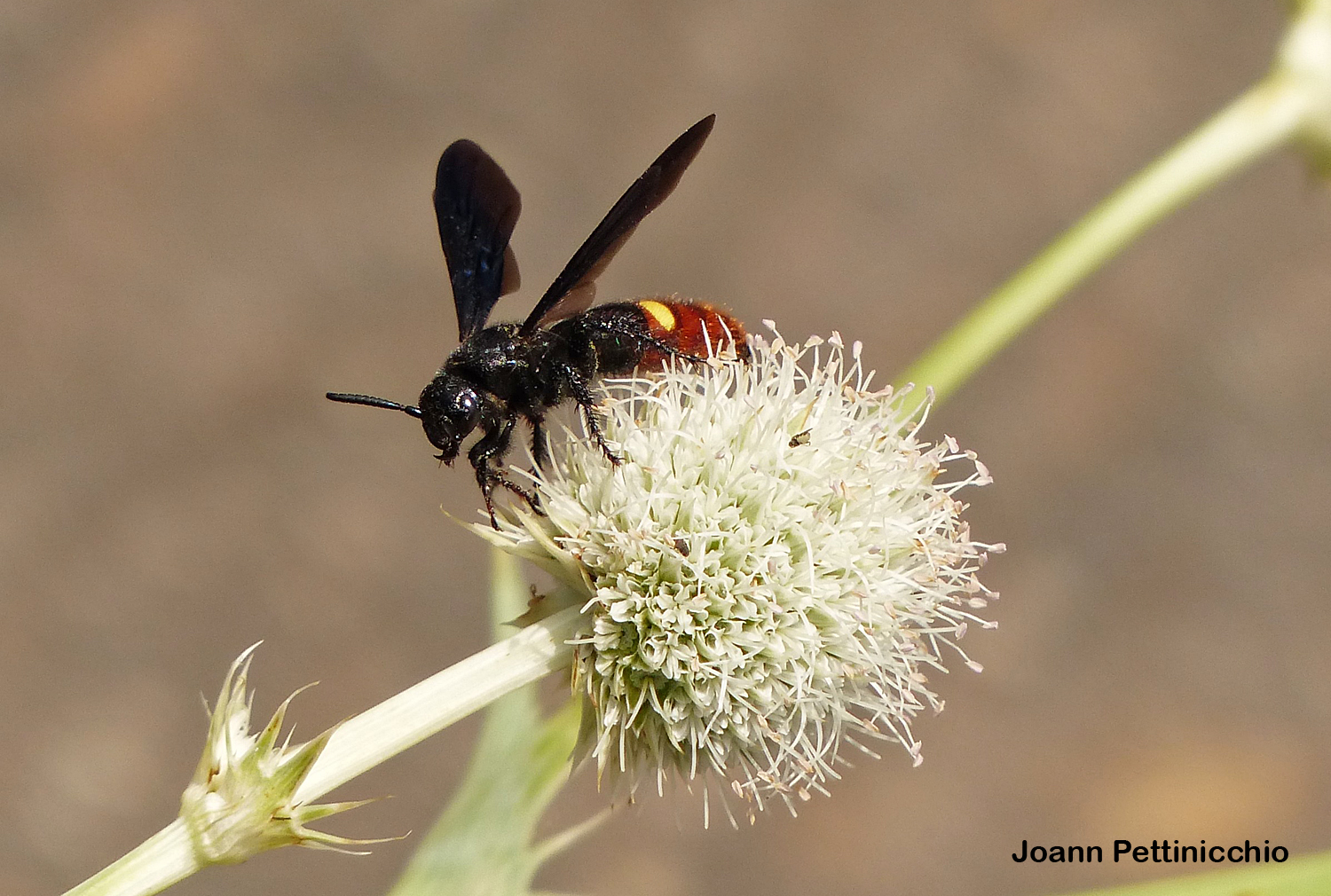 When not hunting white grubs, Scolia dubia is often found nectaring on flowers during August. Photo credit: Joann Pettinicchio