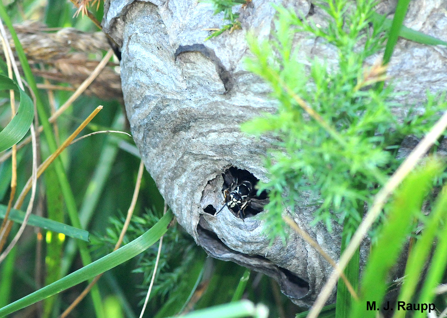 A guard protects the entrance to a nest near the ground in a shrub.