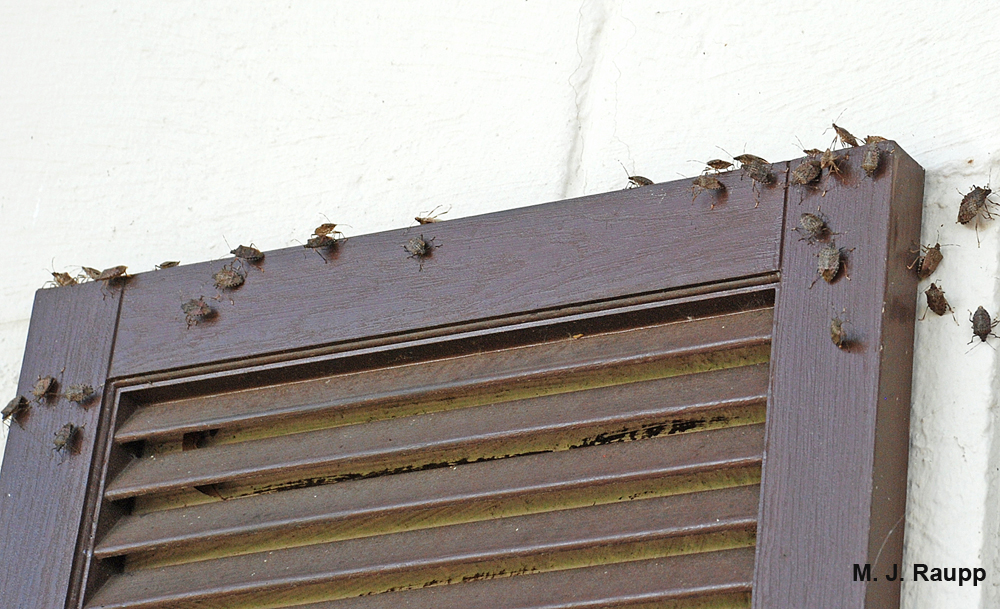 Stink bugs check out a shutter as a potential winter refuge.