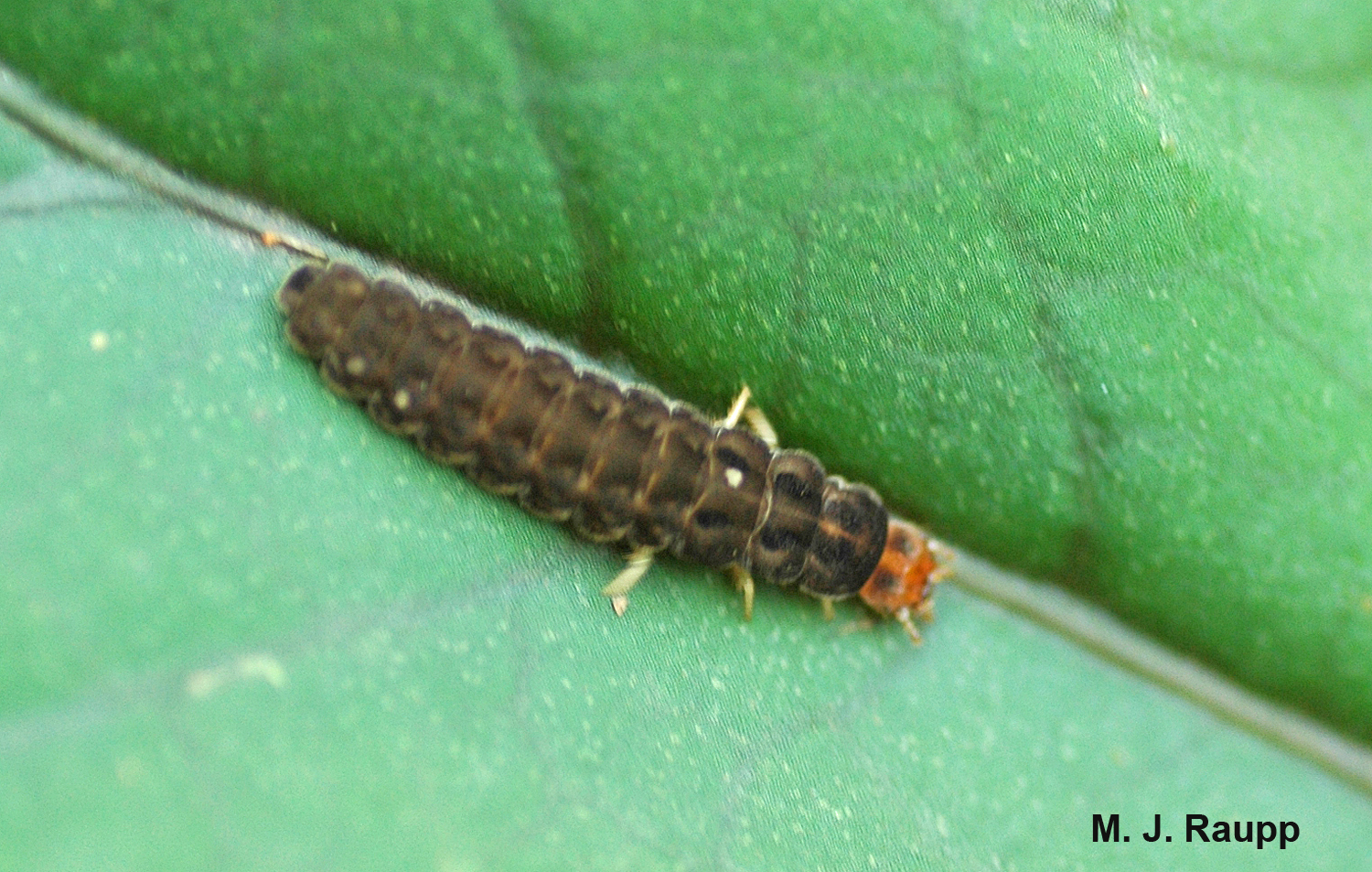 Velvety soldier beetle larvae attack many ground and plant dwelling pests.
Normal
0
false
false
false
EN-US
X-NONE
X-NONE
MicrosoftInternetExplorer4
/* Style Definitions */
table.MsoNormalTable
{mso-style-name:"Table Normal";
mso-tstyle-rowband-size:0;
mso-tstyle-colband-size:0;
mso-style-noshow:yes;
mso-style-priority:99;
mso-style-parent:"";
mso-padding-alt:0in 5.4pt 0in 5.4pt;
mso-para-margin:0in;
mso-para-margin-bottom:.0001pt;
mso-pagination:widow-orphan;
font-size:10.0pt;
font-family:"Times New Roman","serif";}