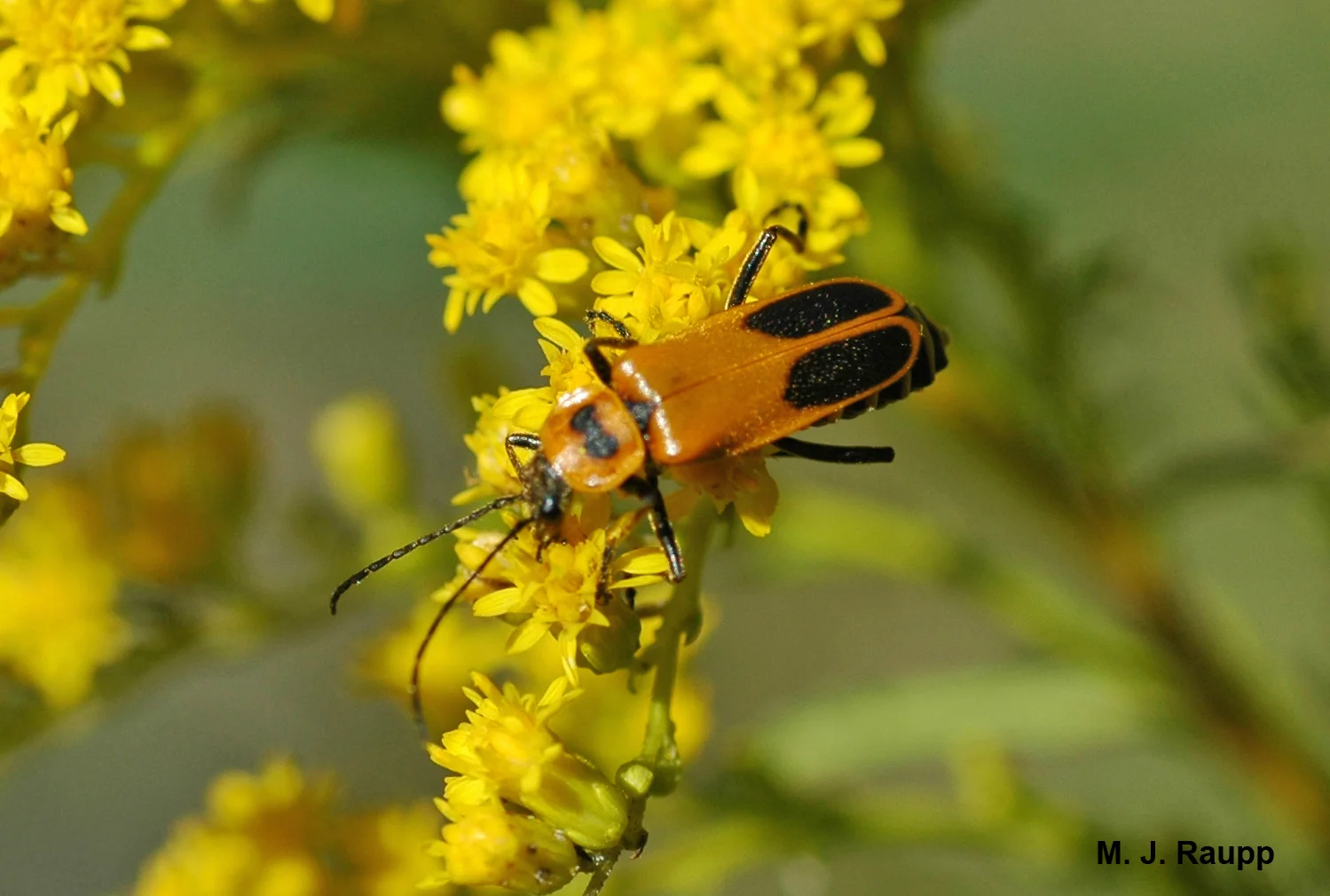800x600
The goldenrod leatherwing, Chauliognathus pennsylvanicus , is a frequent visitor to goldenrod in late summer and autumn.
