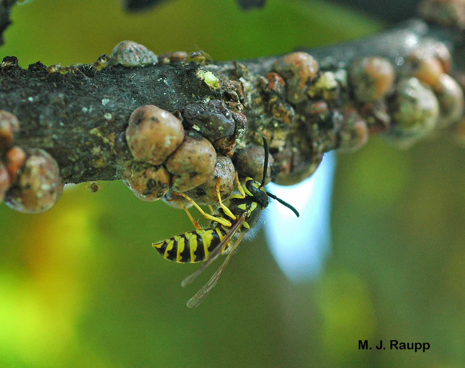 Natural sources of carbohydrates include honeydew from scale insects.