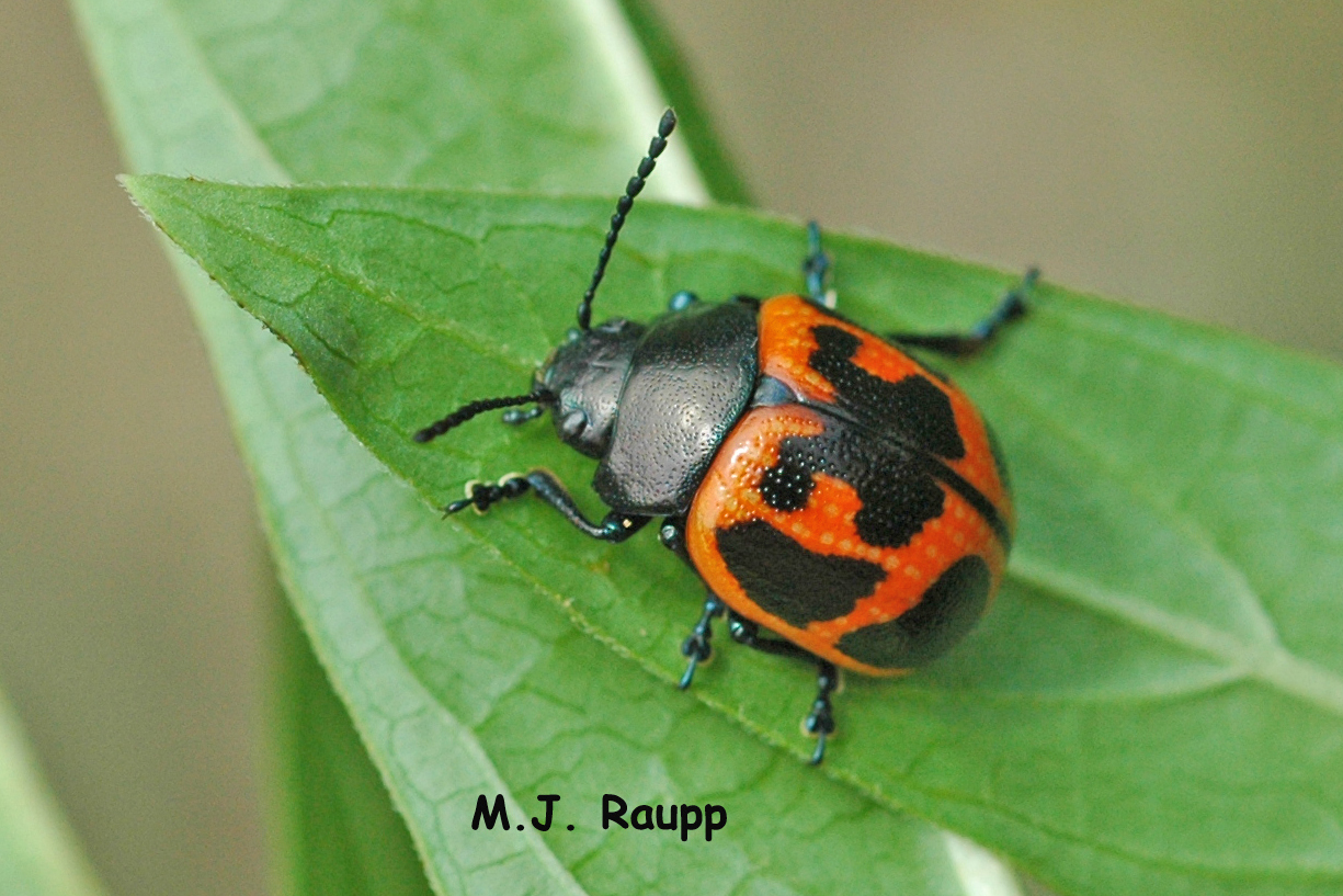 This adult milkweed leaf beetle is already in costume for Halloween.