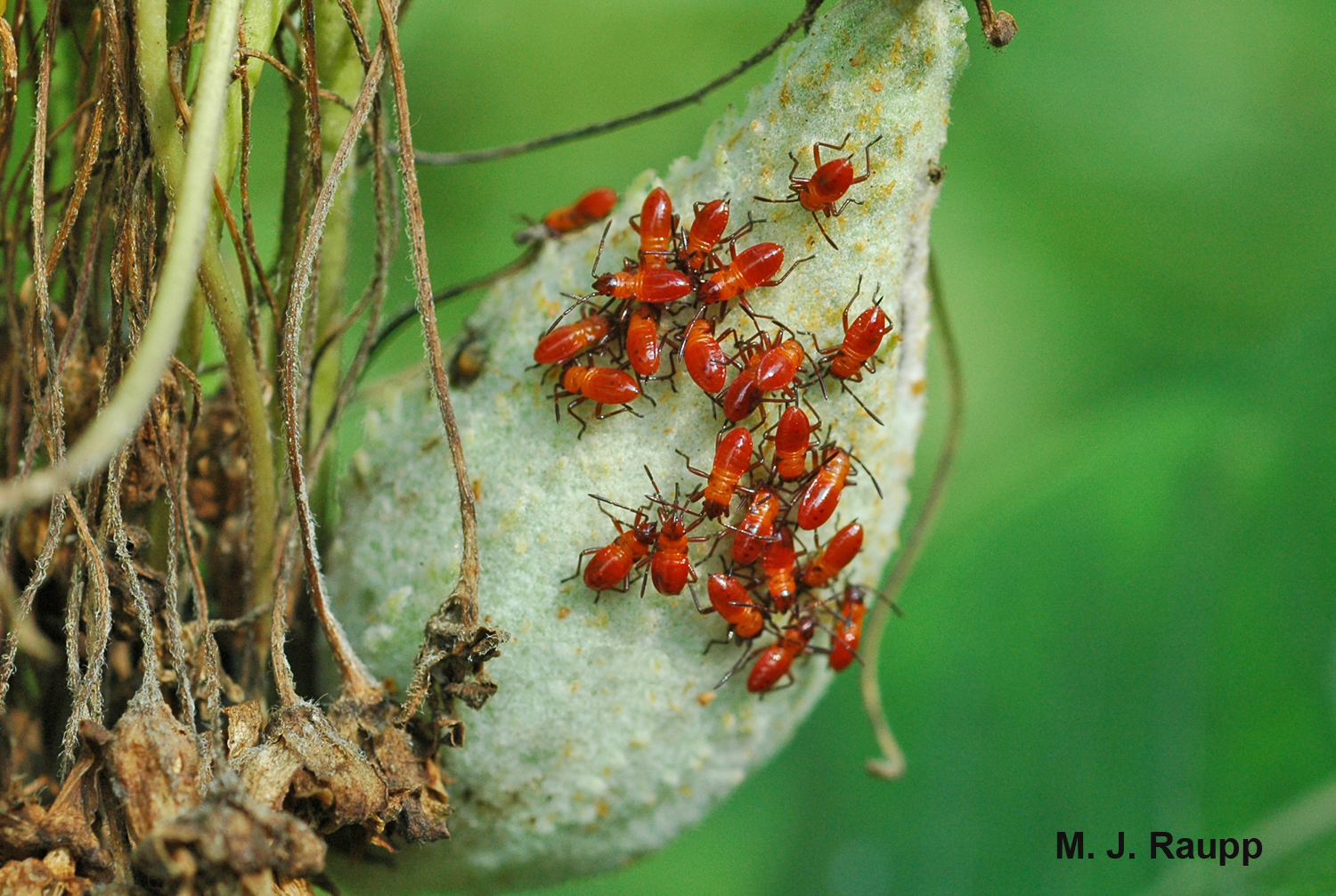 Tiny milkweed bug nymphs crowd a seed head in late summer.