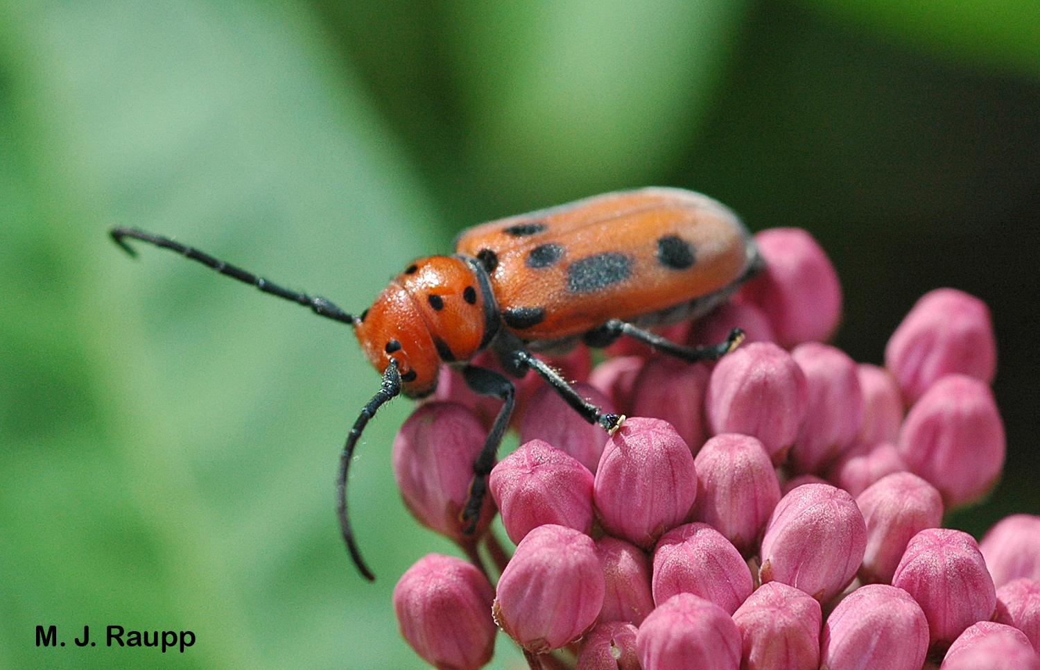 With antennae almost as long as its body it is easy to see where the milkweed longhorned beetle gets its name