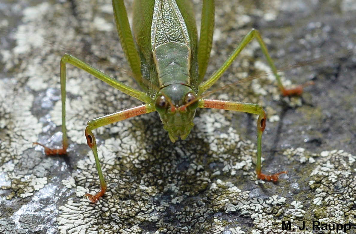 Small dark openings on the front legs just below the “knees” of this little beauty are the “ears” of the katydid.
Normal
0
false
false
false
EN-US
X-NONE
X-NONE
/* Style Definitions */
table.MsoNormalTable
{mso-style-name:"Table Normal";
mso-tstyle-rowband-size:0;
mso-tstyle-colband-size:0;
mso-style-noshow:yes;
mso-style-priority:99;
mso-style-parent:"";
mso-padding-alt:0in 5.4pt 0in 5.4pt;
mso-para-margin:0in;
mso-para-margin-bottom:.0001pt;
mso-pagination:widow-orphan;
font-size:10.0pt;
font-family:"Times New Roman","serif";}