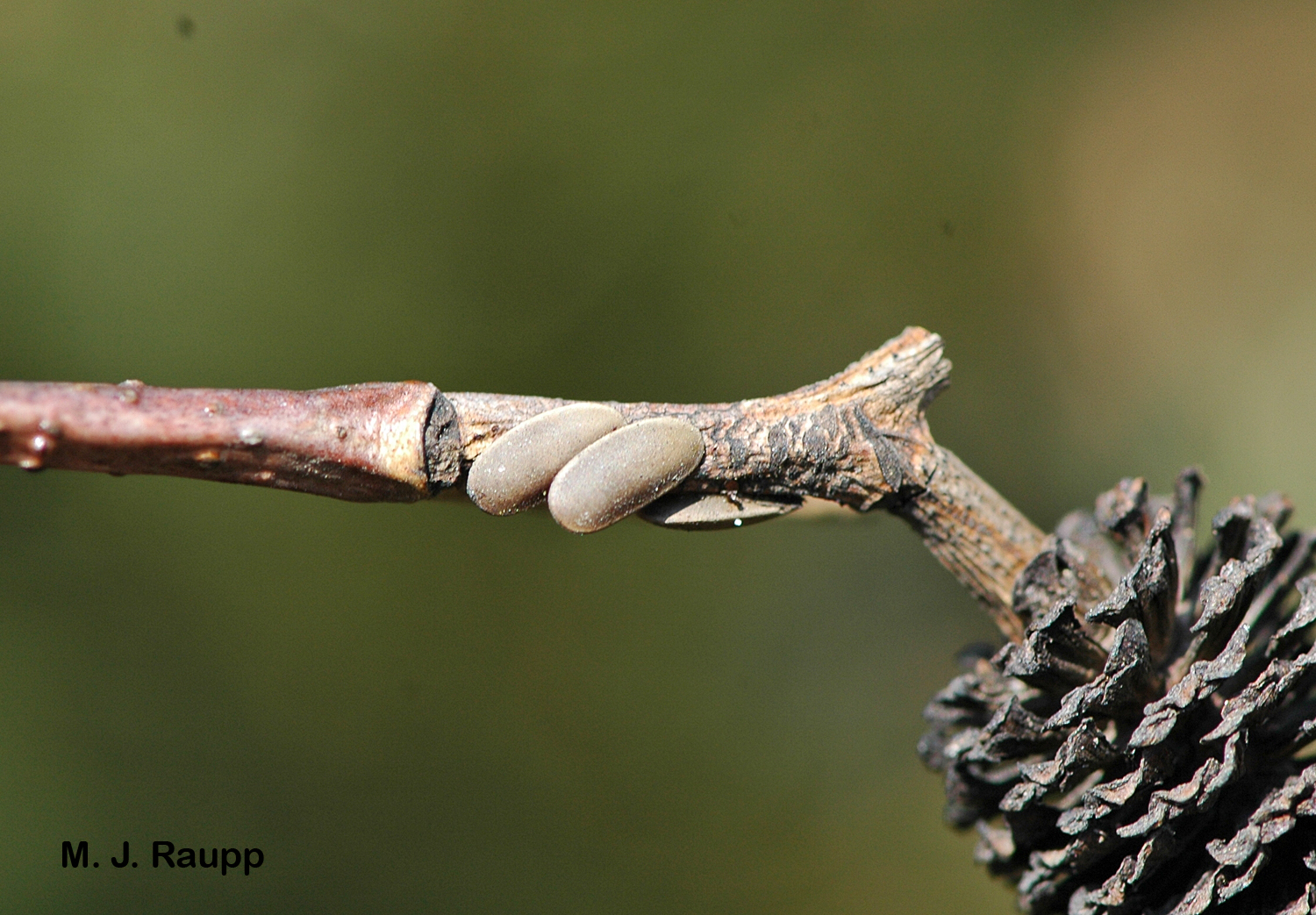 Eggs of katydids are often deposited on small branches of trees and shrubs. 
