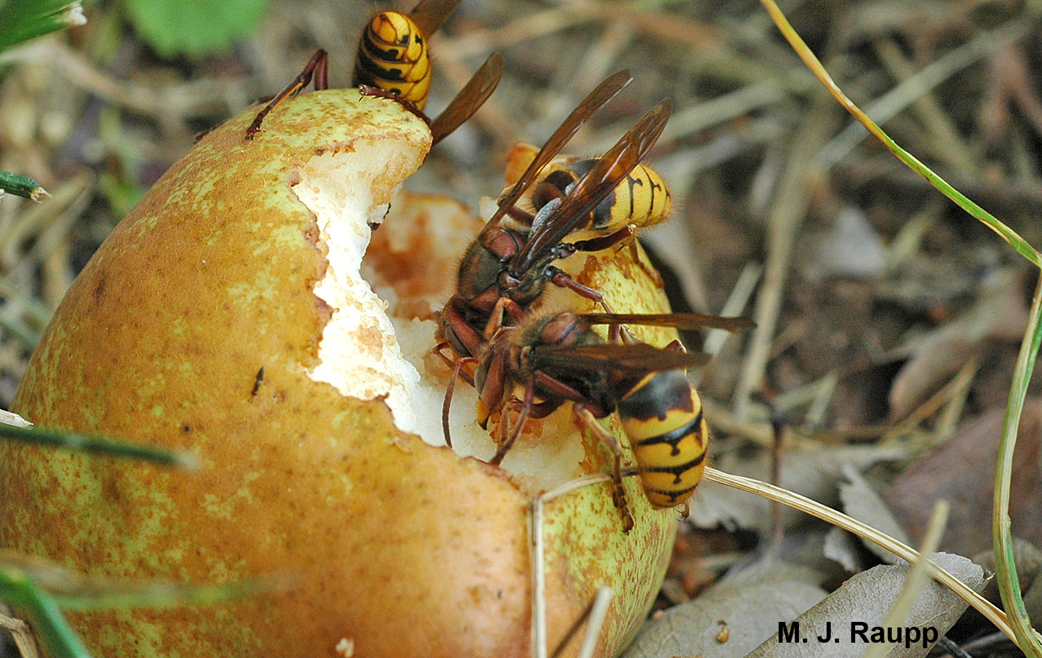 Fallen pears are a good source of carbohydrates for these giants.