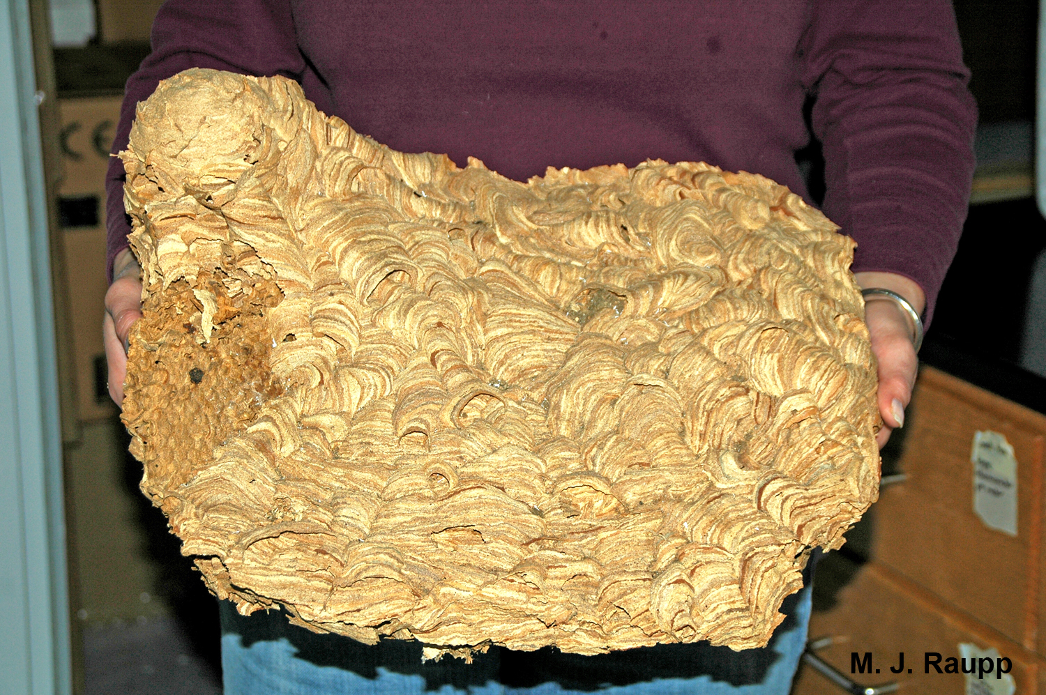 This large nest came from a wall void in my neighbor’s home.