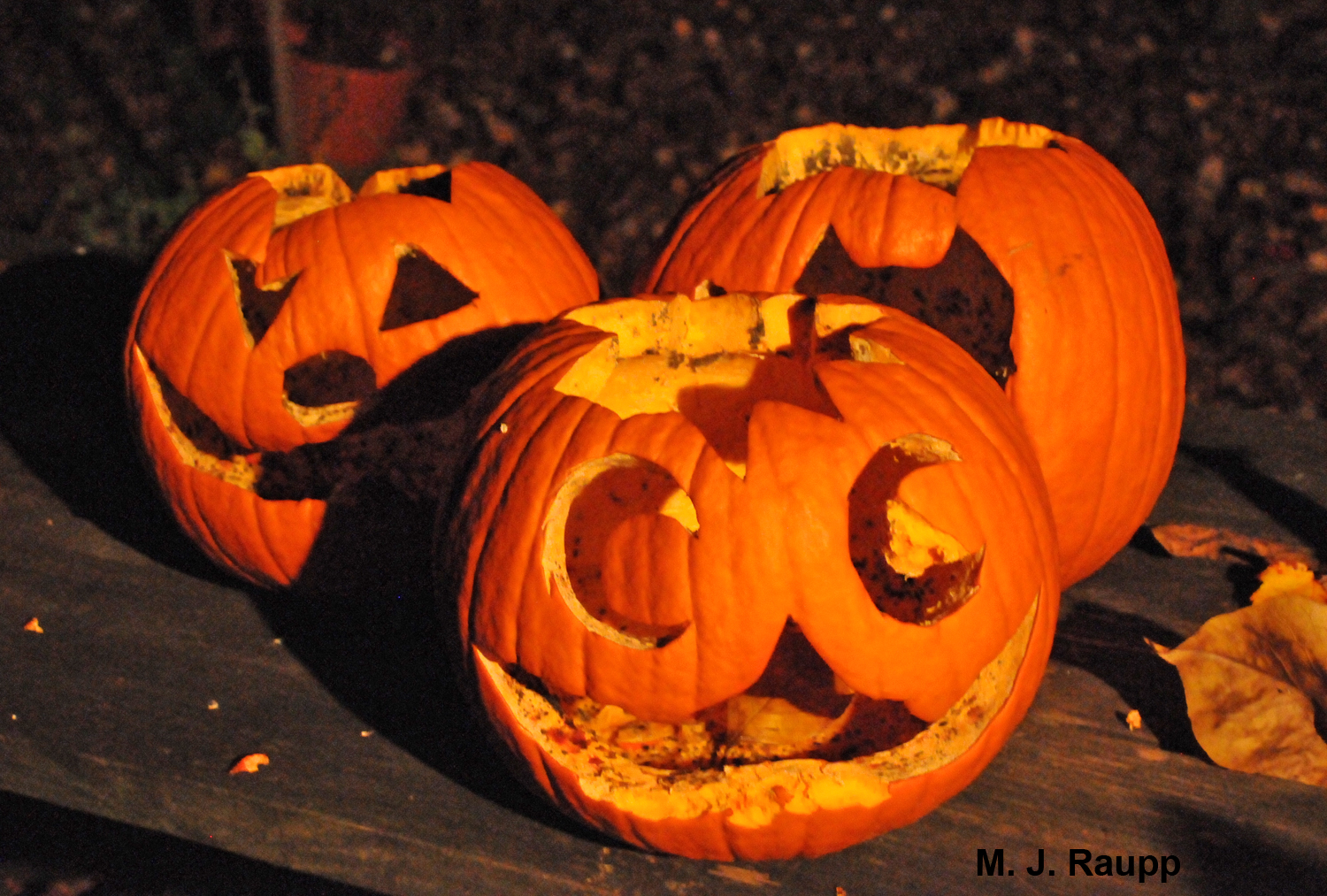 Jack O’ Lanterns will soon be recycled by fruit flies.