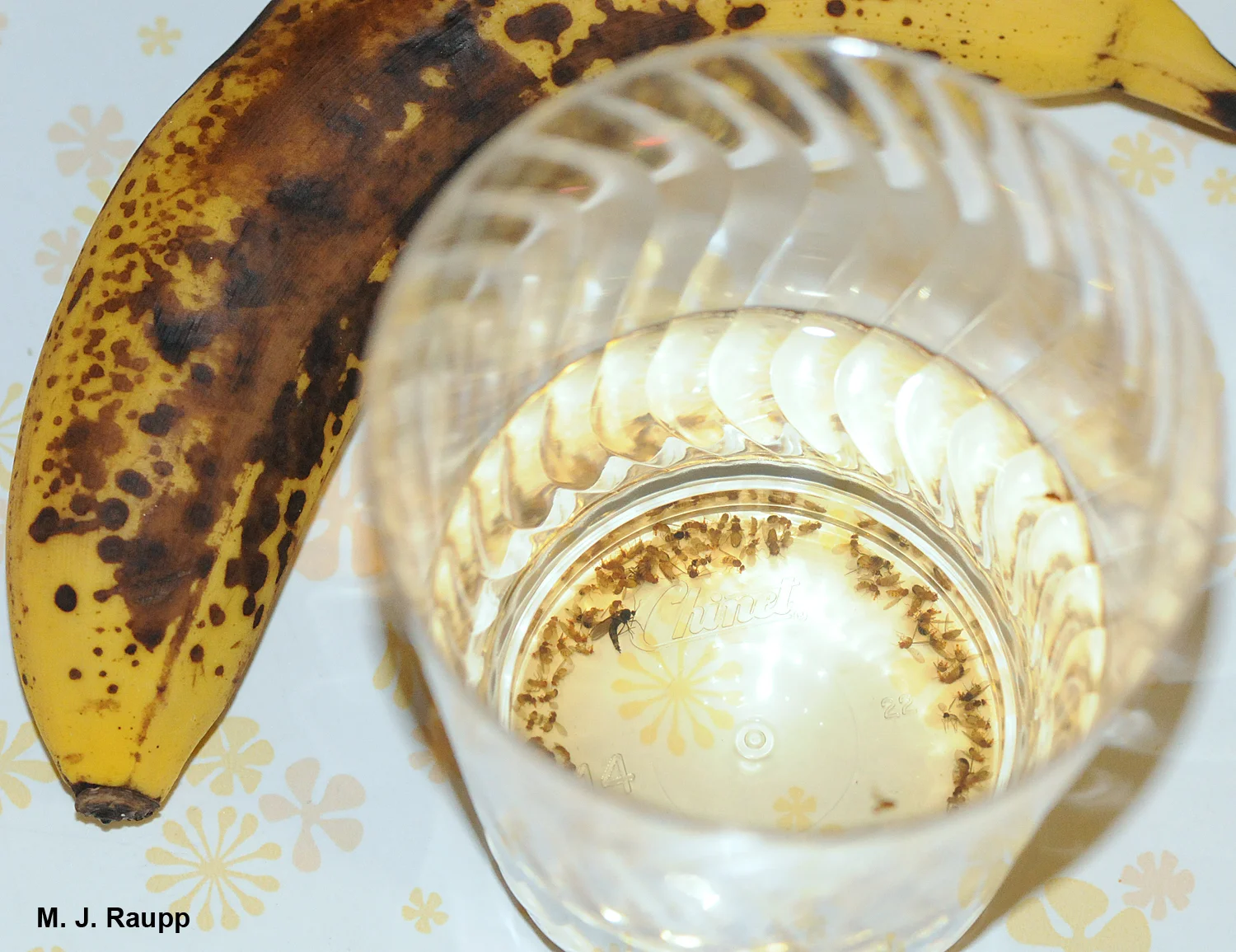 Yeasty odors of fermenting fruit and wine vinegar lure fruit flies to their death.