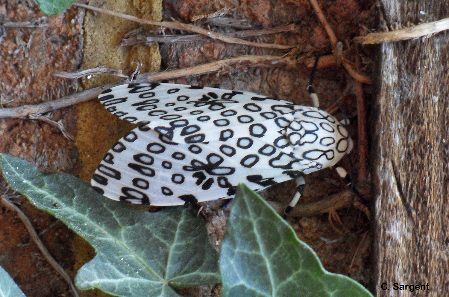 The adult leopard moth, mother of the black woolly bear, is a thing of beauty with black patterned white wings.