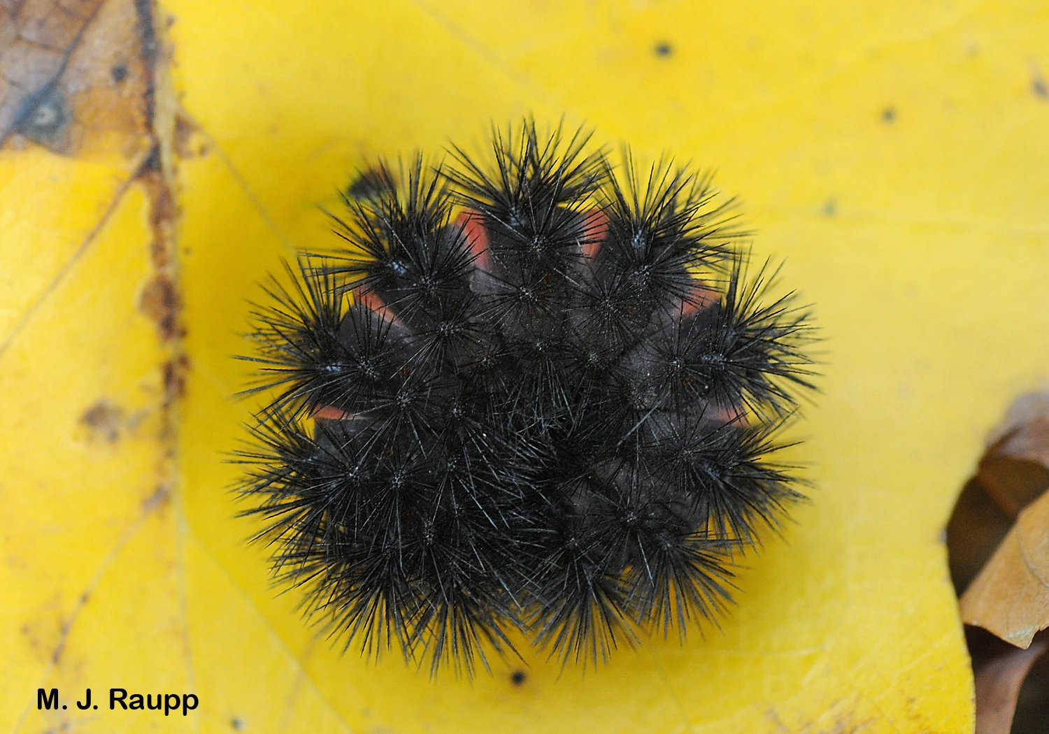 The giant leopard moth caterpillar curls into a ball when threatened.