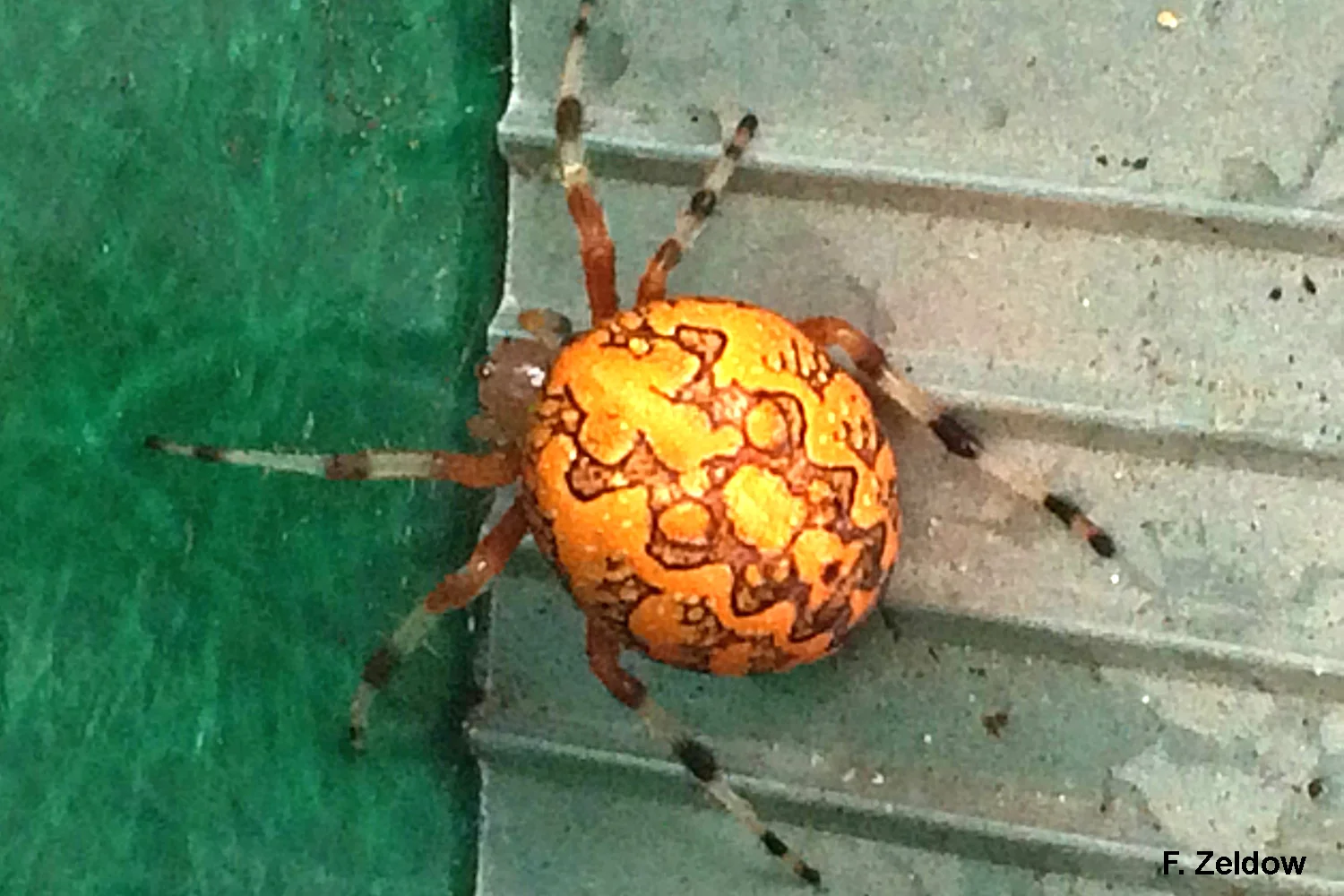 800x600
Marbled orb weavers can be found in residential landscapes and fields from spring until late autumn in Maryland. Despite its scary appearance this orb weaver poses little threat to humans greater than 2 inches tall.
Normal
0
false
false
false
EN-US
X-NONE
X-NONE
MicrosoftInternetExplorer4
/* Style Definitions */
table.MsoNormalTable
{mso-style-name:"Table Normal";
mso-tstyle-rowband-size:0;
mso-tstyle-colband-size:0;
mso-style-noshow:yes;
mso-style-priority:99;
mso-style-parent:"";
mso-padding-alt:0in 5.4pt 0in 5.4pt;
mso-para-margin:0in;
mso-para-margin-bottom:.0001pt;
mso-pagination:widow-orphan;
font-size:10.0pt;
font-family:"Times New Roman","serif";}