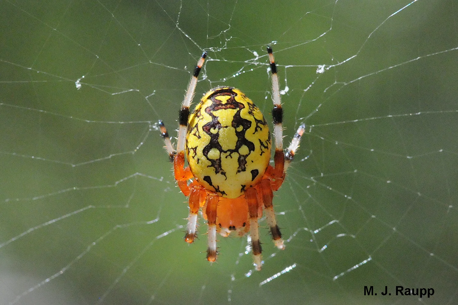 800x600
When not hiding in their retreat, marbled orb weavers sometimes hang out in the center of their web.
Normal
0
false
false
false
EN-US
X-NONE
X-NONE
MicrosoftInternetExplorer4