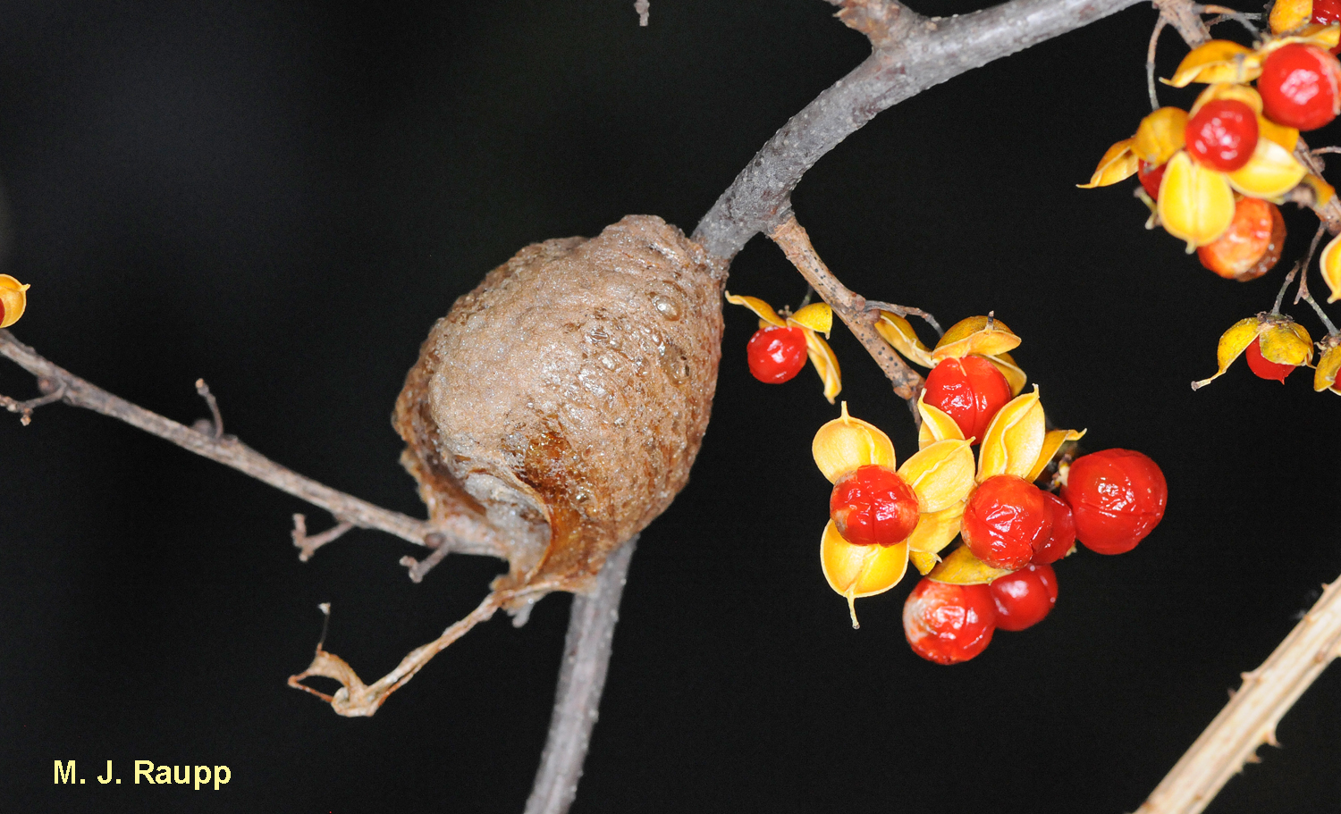 An ootheca of the Chinese praying mantis snuck into my home on a vine of bittersweet.
Normal
0
false
false
false
EN-US
X-NONE
X-NONE
/* Style Definitions */
table.MsoNormalTable
{mso-style-name:"Table Normal";
mso-tstyle-rowband-size:0;
mso-tstyle-colband-size:0;
mso-style-noshow:yes;
mso-style-priority:99;
mso-style-parent:"";
mso-padding-alt:0in 5.4pt 0in 5.4pt;
mso-para-margin-top:0in;
mso-para-margin-right:0in;
mso-para-margin-bottom:10.0pt;
mso-para-margin-left:0in;
line-height:115%;
mso-pagination:widow-orphan;
font-size:11.0pt;
font-family:"Calibri","sans-serif";
mso-ascii-font-family:Calibri;
mso-ascii-theme-font:minor-latin;
mso-hansi-font-family:Calibri;
mso-hansi-theme-font:minor-latin;}