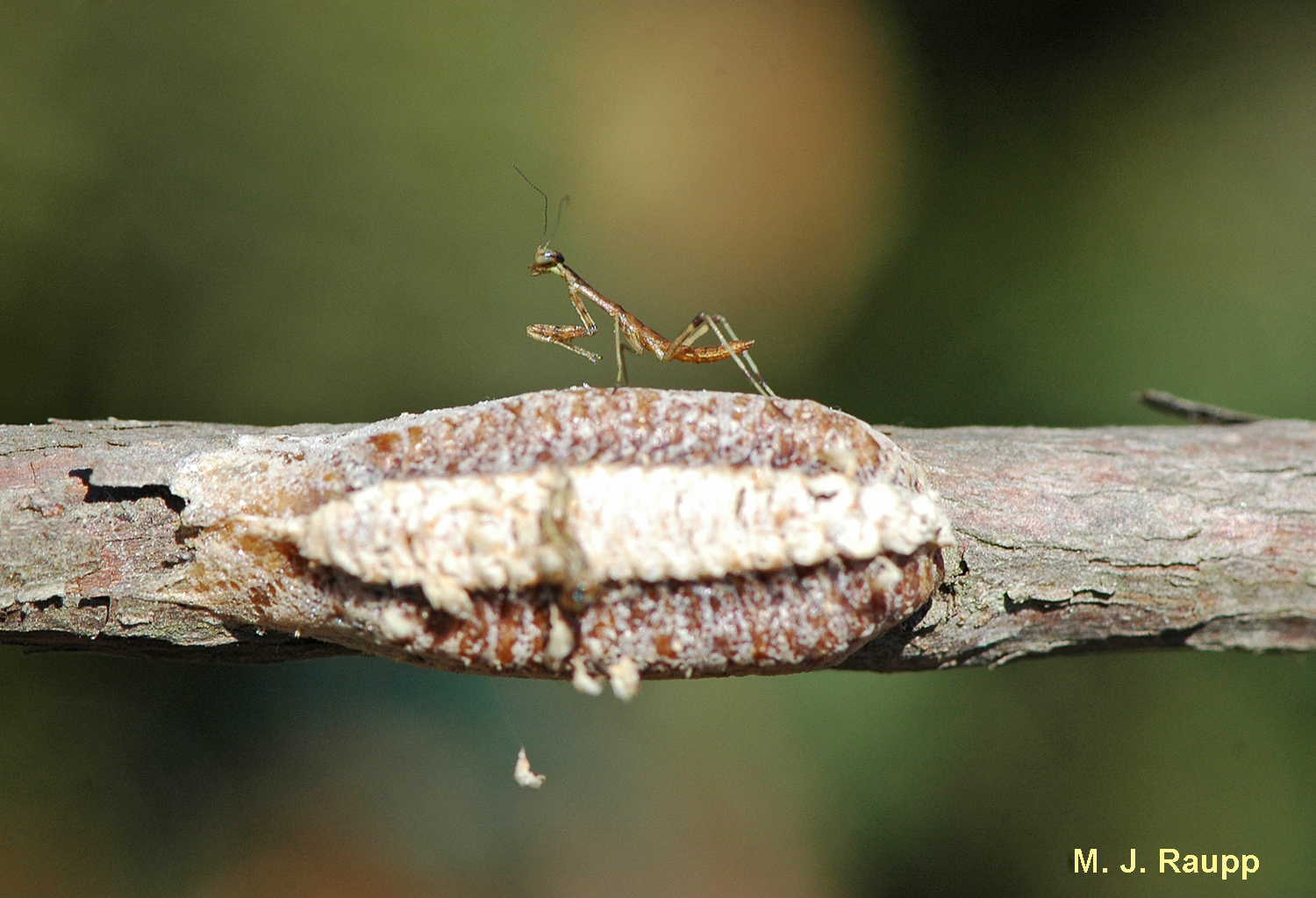 Tiny Carolina mantises emerge from their egg case and hunt small insects in spring.
Normal
0
false
false
false
EN-US
X-NONE
X-NONE
/* Style Definitions */
table.MsoNormalTable
{mso-style-name:"Table Normal";
mso-tstyle-rowband-size:0;
mso-tstyle-colband-size:0;
mso-style-noshow:yes;
mso-style-priority:99;
mso-style-parent:"";
mso-padding-alt:0in 5.4pt 0in 5.4pt;
mso-para-margin-top:0in;
mso-para-margin-right:0in;
mso-para-margin-bottom:10.0pt;
mso-para-margin-left:0in;
line-height:115%;
mso-pagination:widow-orphan;
font-size:11.0pt;
font-family:"Calibri","sans-serif";
mso-ascii-font-family:Calibri;
mso-ascii-theme-font:minor-latin;
mso-hansi-font-family:Calibri;
mso-hansi-theme-font:minor-latin;}