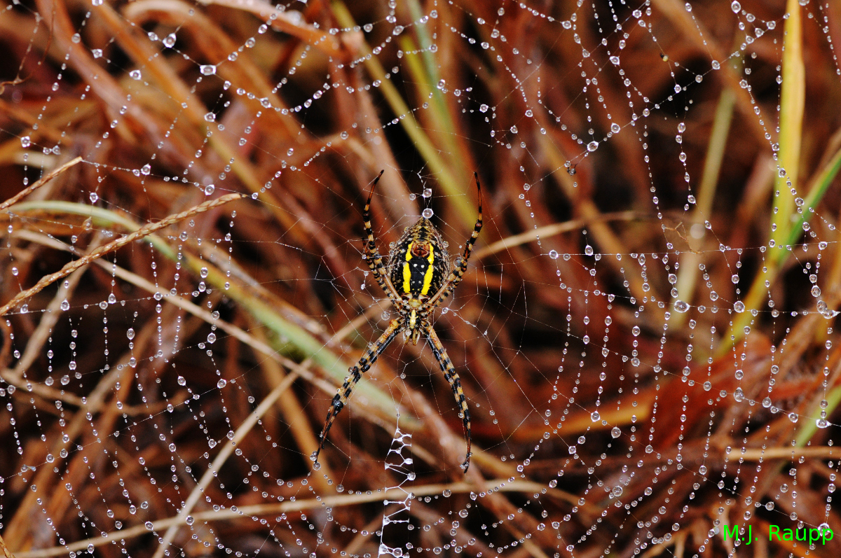 It's not hard to imagine why shimmering tinsel conjures thoughts of beautiful spider webs.
Normal
0
false
false
false
EN-US
X-NONE
X-NONE
/* Style Definitions */
table.MsoNormalTable
{mso-style-name:"Table Normal";
mso-tstyle-rowband-size:0;
mso-tstyle-colband-size:0;
mso-style-noshow:yes;
mso-style-priority:99;
mso-style-parent:"";
mso-padding-alt:0in 5.4pt 0in 5.4pt;
mso-para-margin-top:0in;
mso-para-margin-right:0in;
mso-para-margin-bottom:10.0pt;
mso-para-margin-left:0in;
line-height:115%;
mso-pagination:widow-orphan;
font-size:11.0pt;
font-family:"Calibri","sans-serif";
mso-ascii-font-family:Calibri;
mso-ascii-theme-font:minor-latin;
mso-hansi-font-family:Calibri;
mso-hansi-theme-font:minor-latin;}