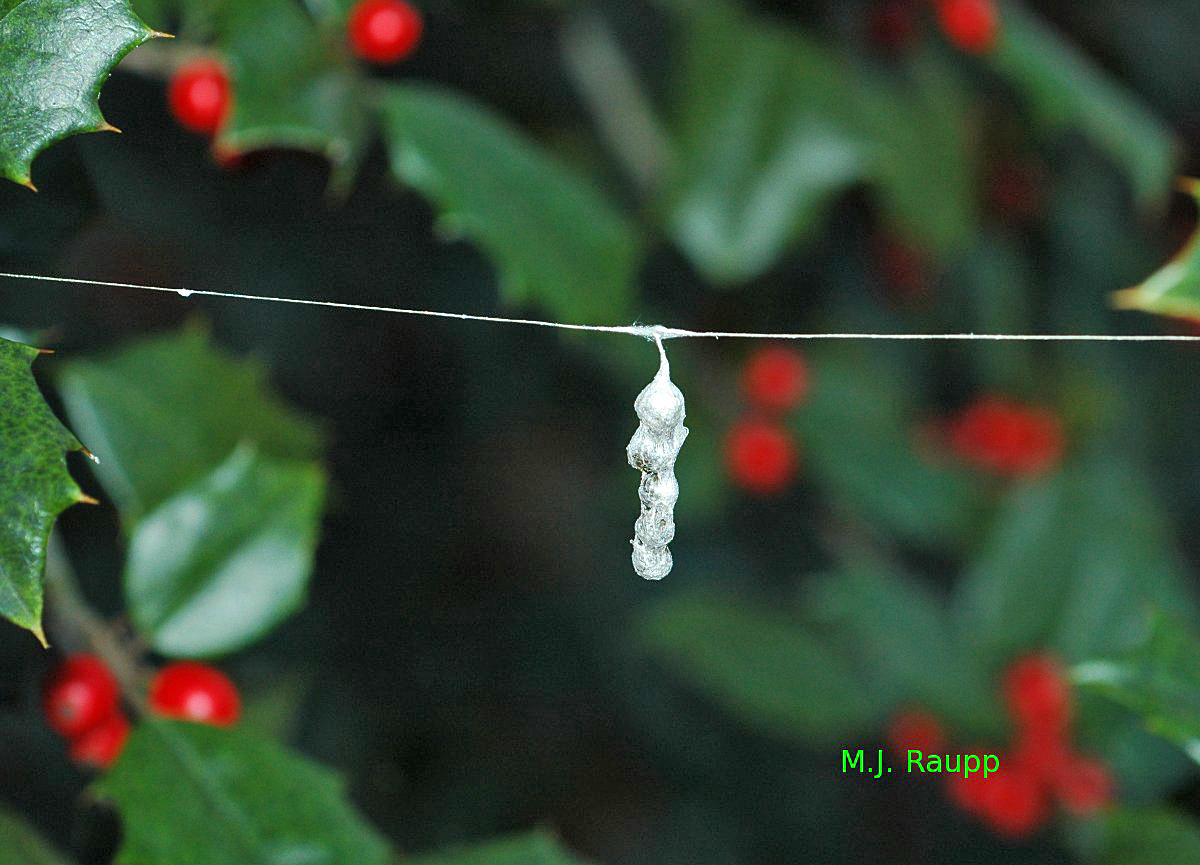 Spider egg sacs like these of the Basilica spider on holly sometimes inadvertently enter homes.
Normal
0
false
false
false
EN-US
X-NONE
X-NONE
/* Style Definitions */
table.MsoNormalTable
{mso-style-name:"Table Normal";
mso-tstyle-rowband-size:0;
mso-tstyle-colband-size:0;
mso-style-noshow:yes;
mso-style-priority:99;
mso-style-parent:"";
mso-padding-alt:0in 5.4pt 0in 5.4pt;
mso-para-margin-top:0in;
mso-para-margin-right:0in;
mso-para-margin-bottom:10.0pt;
mso-para-margin-left:0in;
line-height:115%;
mso-pagination:widow-orphan;
font-size:11.0pt;
font-family:"Calibri","sans-serif";
mso-ascii-font-family:Calibri;
mso-ascii-theme-font:minor-latin;
mso-hansi-font-family:Calibri;
mso-hansi-theme-font:minor-latin;}