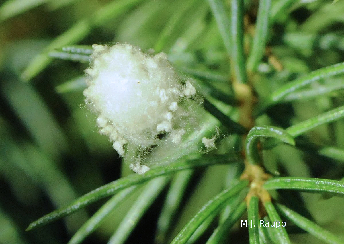 In the warmth of a home, spiderlings may soon hatch from this egg sac and decorate my tree with silk.
Normal
0
false
false
false
EN-US
X-NONE
X-NONE
/* Style Definitions */
table.MsoNormalTable
{mso-style-name:"Table Normal";
mso-tstyle-rowband-size:0;
mso-tstyle-colband-size:0;
mso-style-noshow:yes;
mso-style-priority:99;
mso-style-parent:"";
mso-padding-alt:0in 5.4pt 0in 5.4pt;
mso-para-margin-top:0in;
mso-para-margin-right:0in;
mso-para-margin-bottom:10.0pt;
mso-para-margin-left:0in;
line-height:115%;
mso-pagination:widow-orphan;
font-size:11.0pt;
font-family:"Calibri","sans-serif";
mso-ascii-font-family:Calibri;
mso-ascii-theme-font:minor-latin;
mso-hansi-font-family:Calibri;
mso-hansi-theme-font:minor-latin;}