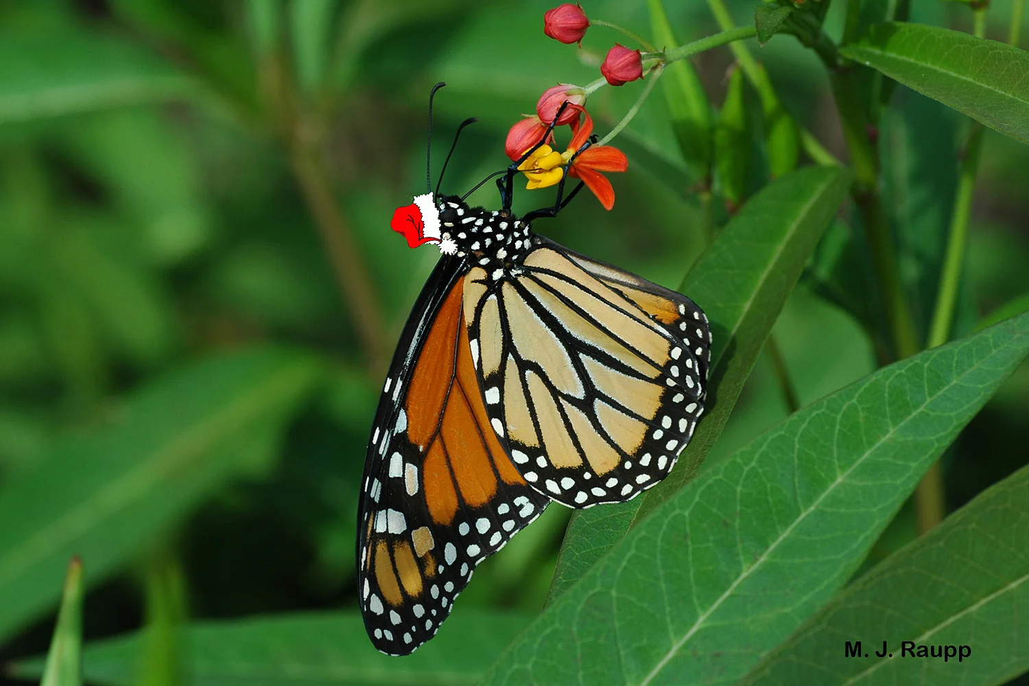 800x600
Monarchs wish you Happy Holidays!
Normal
0
false
false
false
EN-US
X-NONE
X-NONE
MicrosoftInternetExplorer4
/* Style Definitions */
table.MsoNormalTable
{mso-style-name:"Table Normal";
mso-tstyle-rowband-size:0;
mso-tstyle-colband-size:0;
mso-style-noshow:yes;
mso-style-priority:99;
mso-style-parent:"";
mso-padding-alt:0in 5.4pt 0in 5.4pt;
mso-para-margin:0in;
mso-para-margin-bottom:.0001pt;
mso-pagination:widow-orphan;
font-size:10.0pt;
font-family:"Times New Roman","serif";}
Normal
0
false
false
false
EN-US
X-NONE
X-NONE
MicrosoftInternetExplorer4
/* Style Definitions */
table.MsoNormalTable
{mso-style-name:"Table Normal";
mso-tstyle-rowband-size:0;
mso-tstyle-colband-size:0;
mso-style-noshow:yes;
mso-style-priority:99;
mso-style-parent:"";
mso-padding-alt:0in 5.4pt 0in 5.4pt;
mso-para-margin:0in;
mso-para-margin-bottom:.0001pt;
mso-pagination:widow-orphan;
font-size:10.0pt;
font-family:"Times New Roman","serif";}