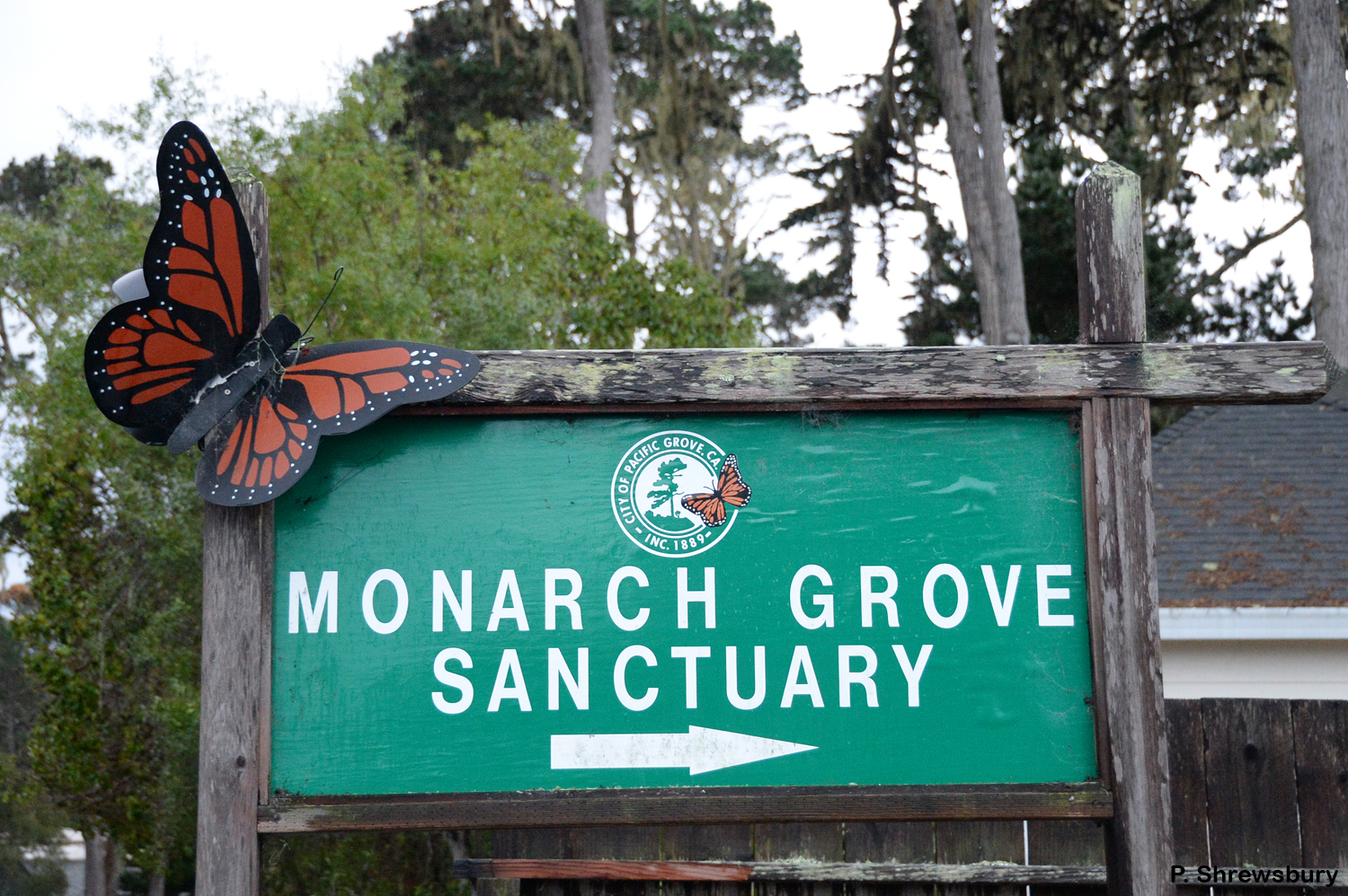 800x600
In a residential section of Pacific Grove, CA, small signs direct visitors to the Monarch Sanctuary.
Normal
0
false
false
false
EN-US
X-NONE
X-NONE
MicrosoftInternetExplorer4
/* Style Definitions */
table.MsoNormalTable
{mso-style-name:"Table Normal";
mso-tstyle-rowband-size:0;
mso-tstyle-colband-size:0;
mso-style-noshow:yes;
mso-style-priority:99;
mso-style-parent:"";
mso-padding-alt:0in 5.4pt 0in 5.4pt;
mso-para-margin:0in;
mso-para-margin-bottom:.0001pt;
mso-pagination:widow-orphan;
font-size:10.0pt;
font-family:"Times New Roman","serif";}