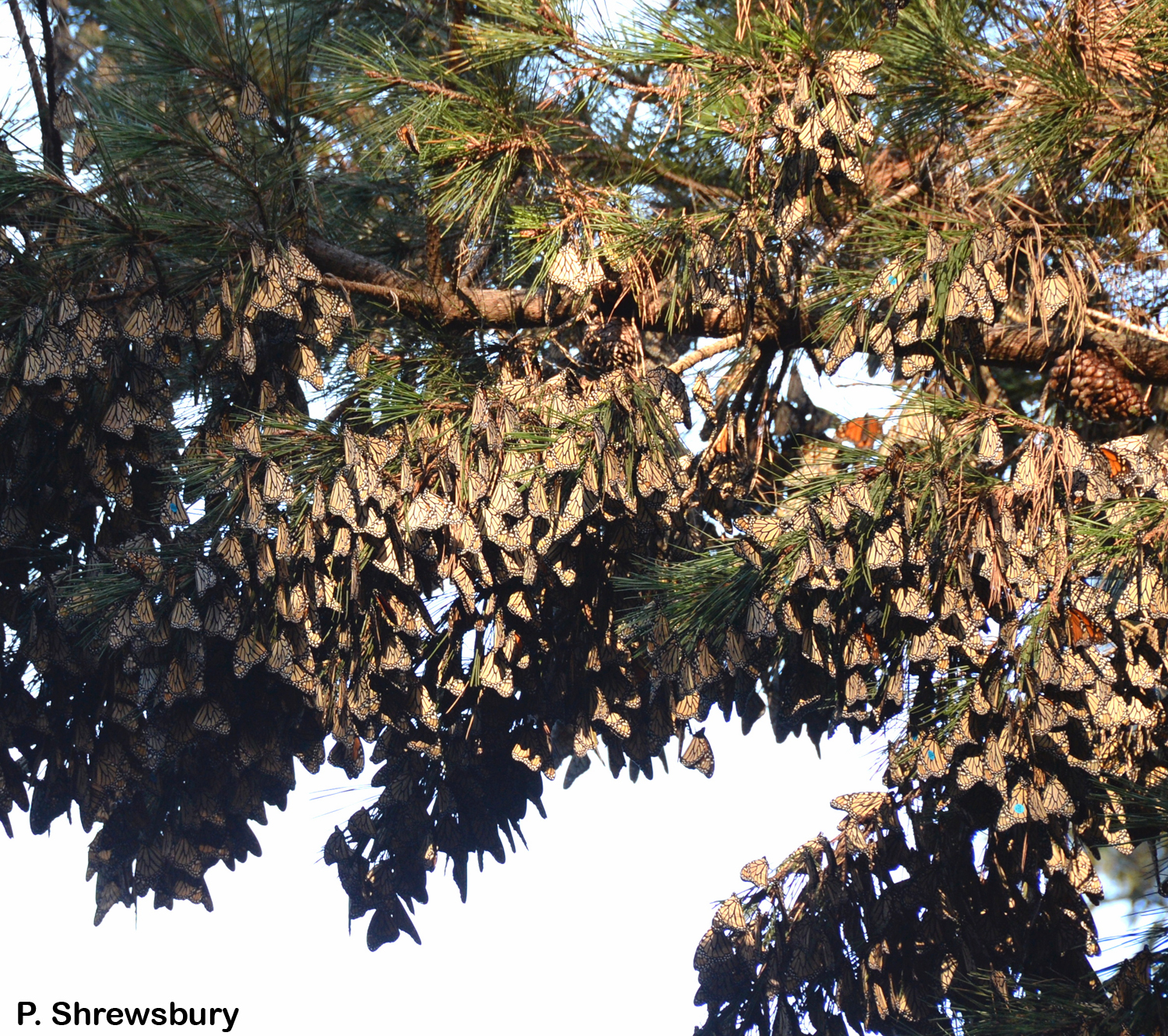 800x600
Hundreds of monarchs festoon branches of Monterey pines in the sanctuary.
Normal
0
false
false
false
EN-US
X-NONE
X-NONE
MicrosoftInternetExplorer4
/* Style Definitions */
table.MsoNormalTable
{mso-style-name:"Table Normal";
mso-tstyle-rowband-size:0;
mso-tstyle-colband-size:0;
mso-style-noshow:yes;
mso-style-priority:99;
mso-style-parent:"";
mso-padding-alt:0in 5.4pt 0in 5.4pt;
mso-para-margin:0in;
mso-para-margin-bottom:.0001pt;
mso-pagination:widow-orphan;
font-size:10.0pt;
font-family:"Times New Roman","serif";}