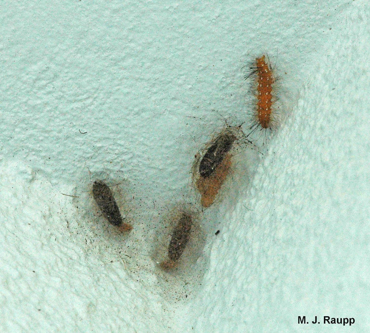A spotted oleander caterpillar prepares to join its siblings in the act of pupation beneath an overhang of an apartment building.