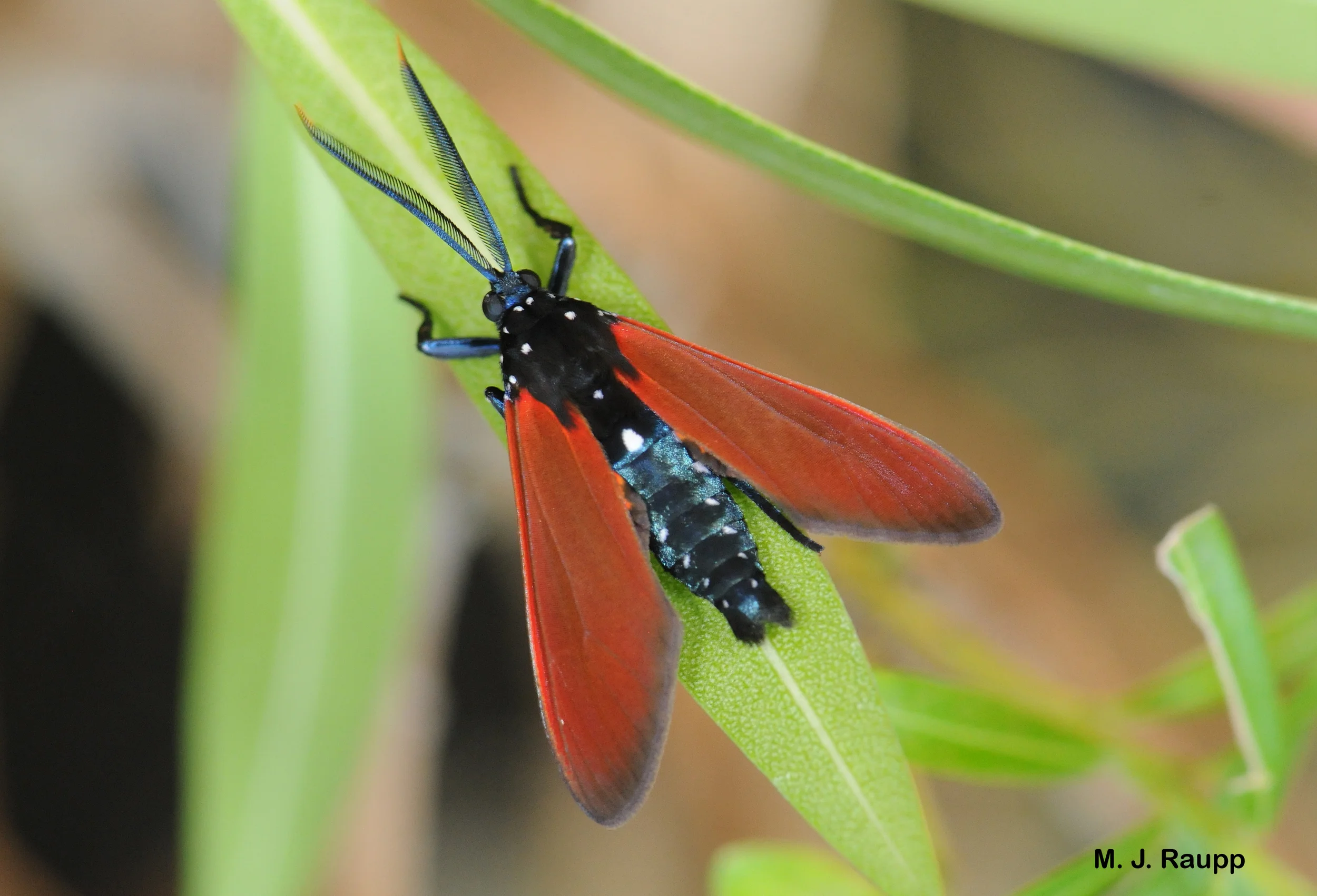Vivid orange and black warning coloration and resemblance to a wasp may help the beautiful spotted oleander caterpillar moth escape hungry predators.