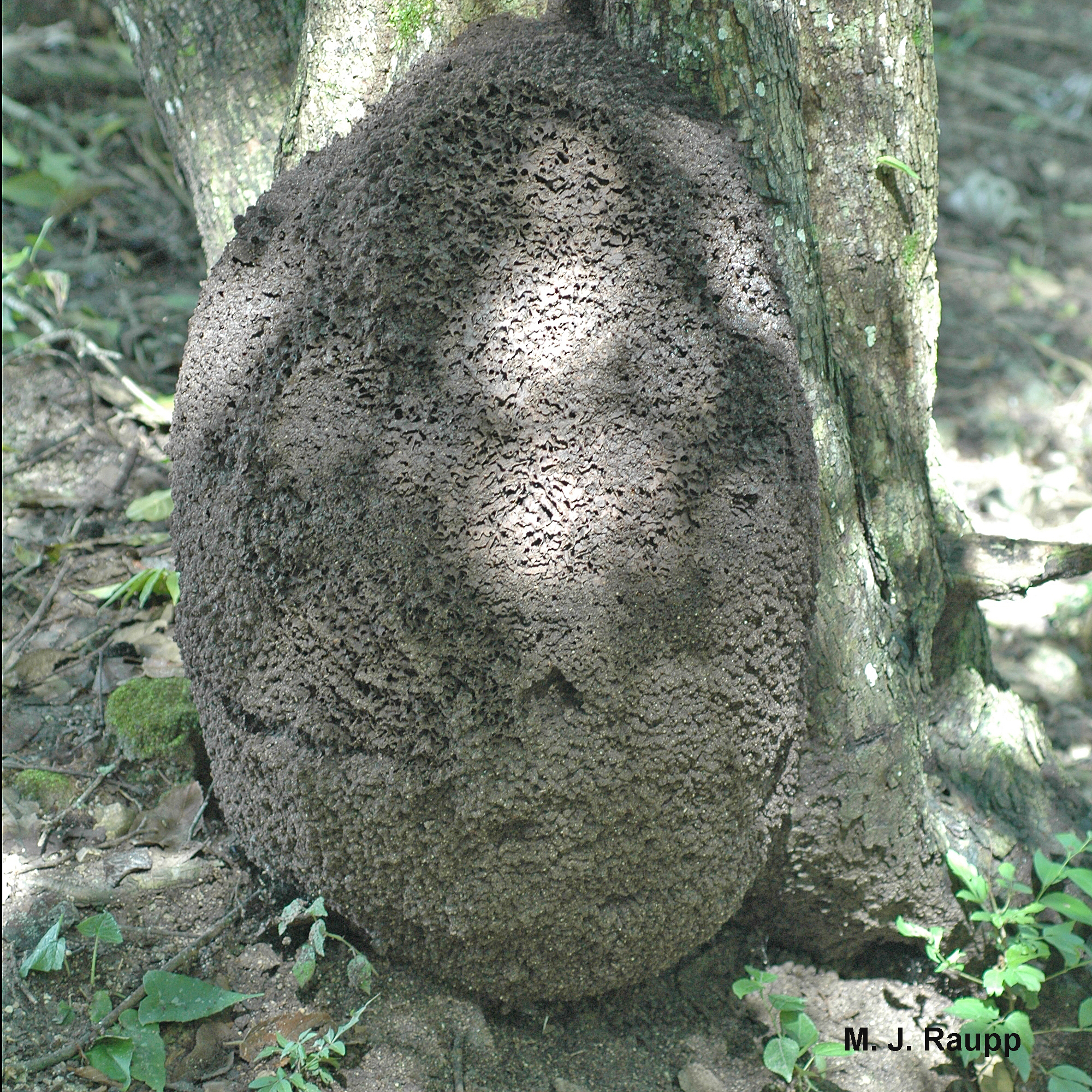 800x600
800x600
Large termite nests like this one at the base of a tree contain thousands of termites.
Normal
0
false
false
false
EN-US
X-NONE
X-NONE
MicrosoftInternetExplorer4
/* Style Definitions */
table.MsoNormalTable
{mso-style-name:"Table Normal";
mso-tstyle-rowband-size:0;
mso-tstyle-colband-size:0;
mso-style-noshow:yes;
mso-style-priority:99;
mso-style-parent:"";
mso-padding-alt:0in 5.4pt 0in 5.4pt;
mso-para-margin:0in;
mso-para-margin-bottom:.0001pt;
mso-pagination:widow-orphan;
font-size:10.0pt;
font-family:"Times New Roman","serif";}