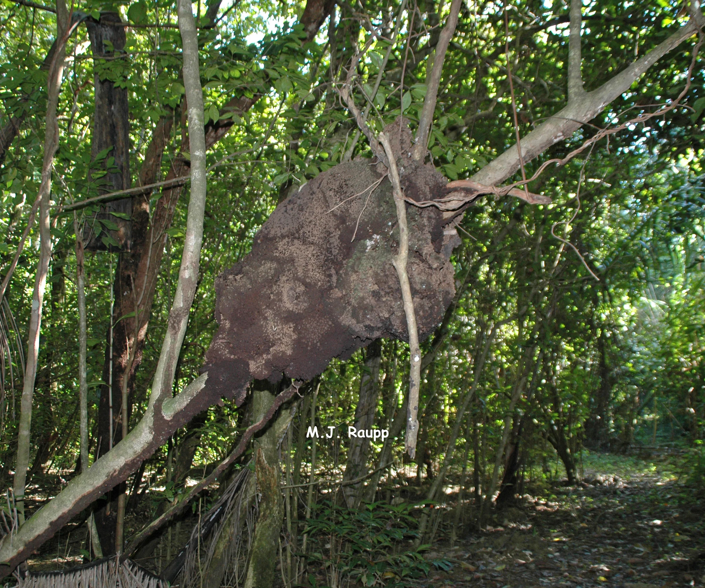 800x600
Sometimes termite nests are found high in trees
Normal
0
false
false
false
EN-US
X-NONE
X-NONE
MicrosoftInternetExplorer4
/* Style Definitions */
table.MsoNormalTable
{mso-style-name:"Table Normal";
mso-tstyle-rowband-size:0;
mso-tstyle-colband-size:0;
mso-style-noshow:yes;
mso-style-priority:99;
mso-style-parent:"";
mso-padding-alt:0in 5.4pt 0in 5.4pt;
mso-para-margin:0in;
mso-para-margin-bottom:.0001pt;
mso-pagination:widow-orphan;
font-size:10.0pt;
font-family:"Times New Roman","serif";} .