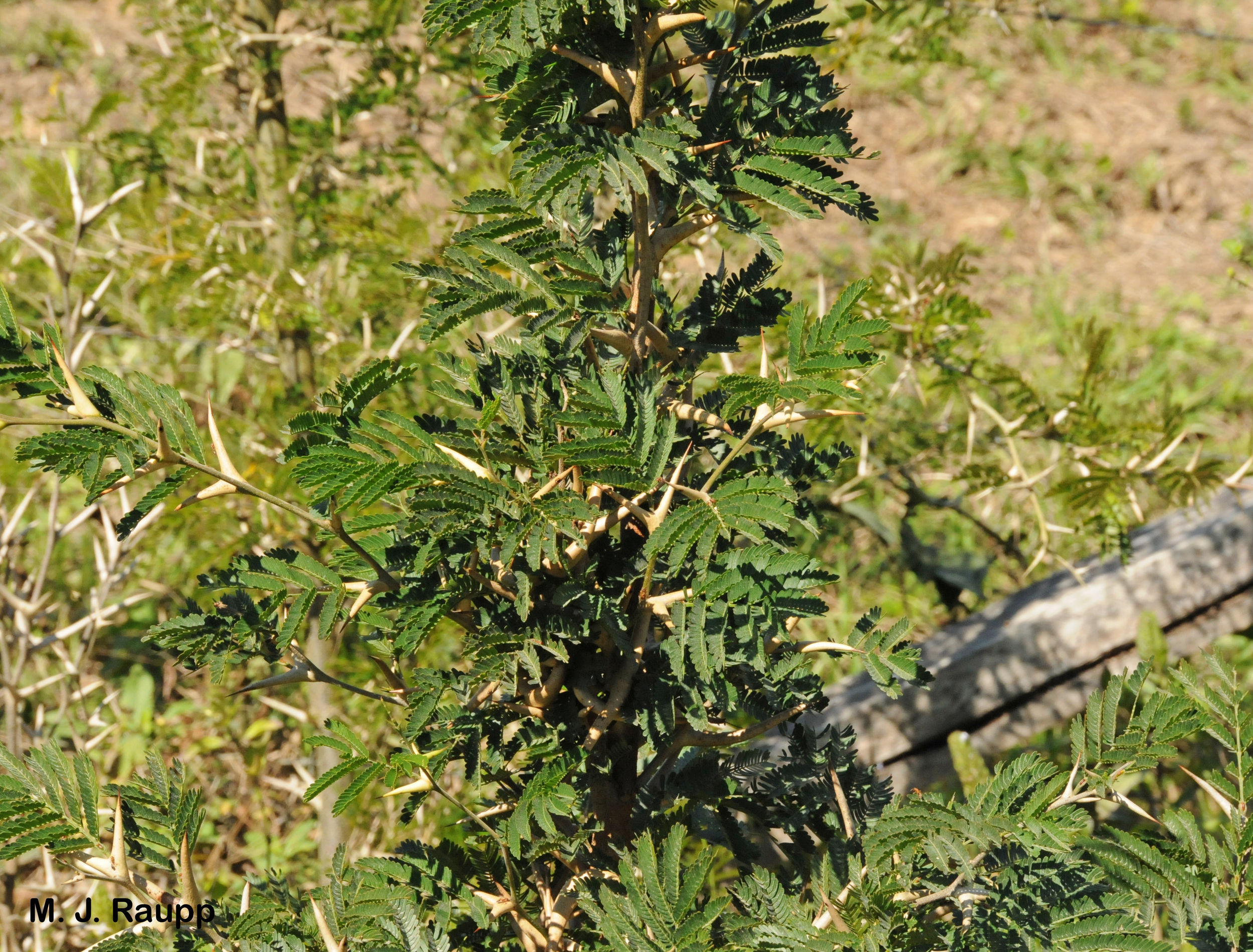 The bullhorn acacia is armed with a variety of defenses against hungry animals and competitive plants.
Normal
0
false
false
false
EN-US
X-NONE
X-NONE