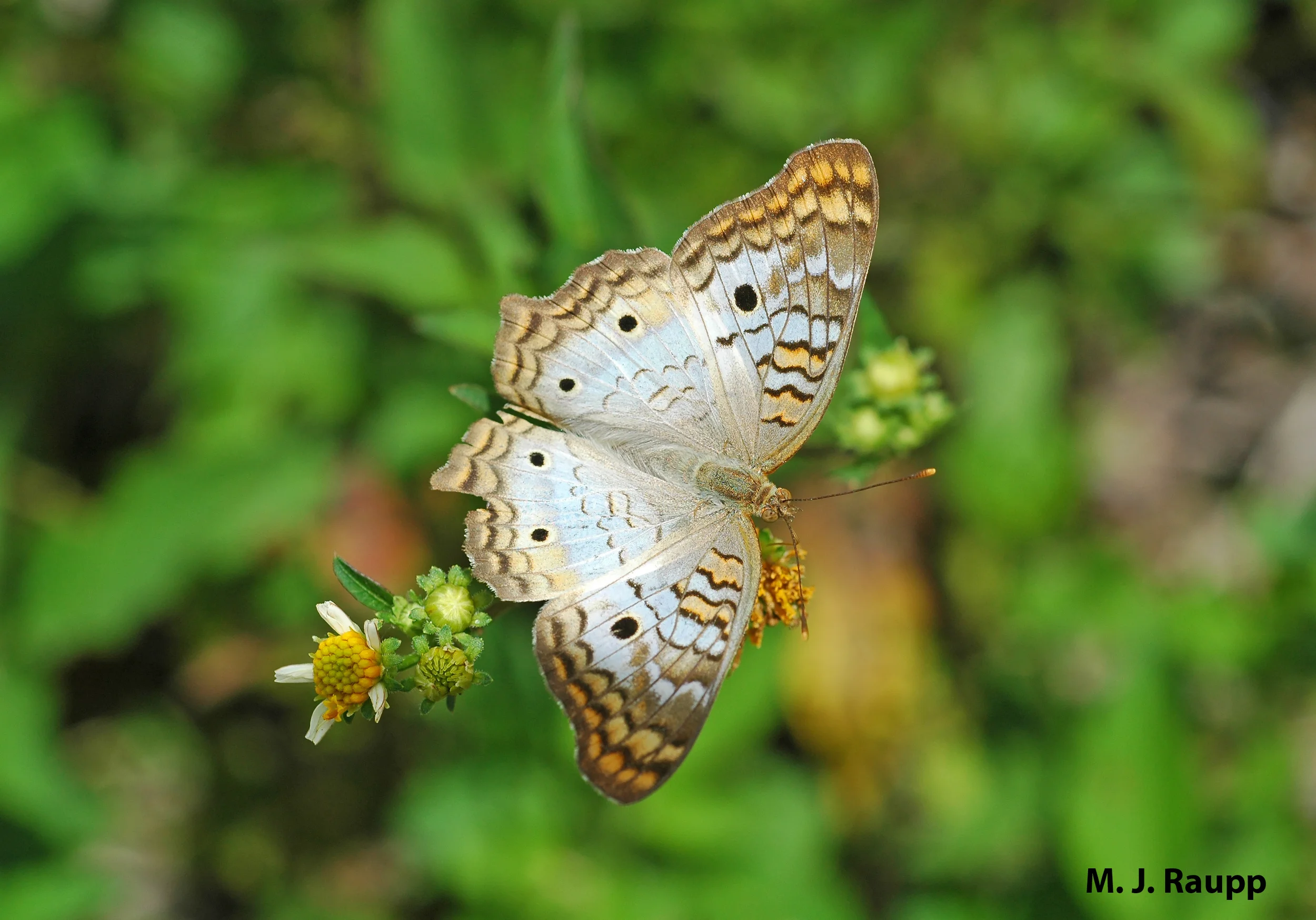 A gorgeous white peacock butterfly surveys a marshy meadow at the edge of the rainforest in Belize.
Normal
0
false
false
false
EN-US
X-NONE
X-NONE
/* Style Definitions */
table.MsoNormalTable
{mso-style-name:"Table Normal";
mso-tstyle-rowband-size:0;
mso-tstyle-colband-size:0;
mso-style-noshow:yes;
mso-style-priority:99;
mso-style-parent:"";
mso-padding-alt:0in 5.4pt 0in 5.4pt;
mso-para-margin-top:0in;
mso-para-margin-right:0in;
mso-para-margin-bottom:10.0pt;
mso-para-margin-left:0in;
line-height:115%;
mso-pagination:widow-orphan;
font-size:11.0pt;
font-family:"Calibri","sans-serif";
mso-ascii-font-family:Calibri;
mso-ascii-theme-font:minor-latin;
mso-hansi-font-family:Calibri;
mso-hansi-theme-font:minor-latin;}
