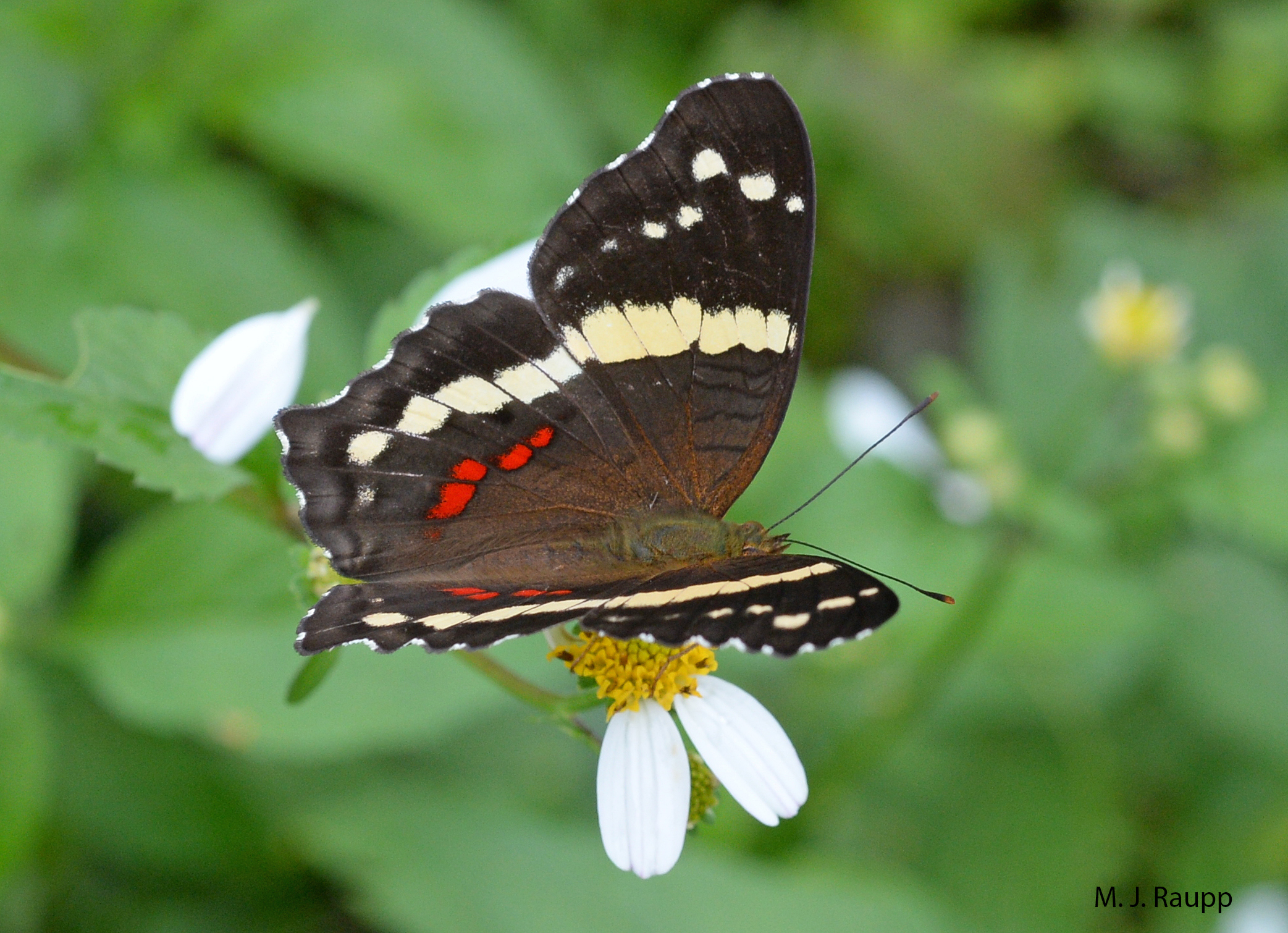 Contrasting colors of dorsal wing bars make the banded peacock one of the most beautiful butterflies in the rainforest.
Normal
0
false
false
false
EN-US
X-NONE
X-NONE
/* Style Definitions */
table.MsoNormalTable
{mso-style-name:"Table Normal";
mso-tstyle-rowband-size:0;
mso-tstyle-colband-size:0;
mso-style-noshow:yes;
mso-style-priority:99;
mso-style-parent:"";
mso-padding-alt:0in 5.4pt 0in 5.4pt;
mso-para-margin-top:0in;
mso-para-margin-right:0in;
mso-para-margin-bottom:10.0pt;
mso-para-margin-left:0in;
line-height:115%;
mso-pagination:widow-orphan;
font-size:11.0pt;
font-family:"Calibri","sans-serif";
mso-ascii-font-family:Calibri;
mso-ascii-theme-font:minor-latin;
mso-hansi-font-family:Calibri;
mso-hansi-theme-font:minor-latin;}
