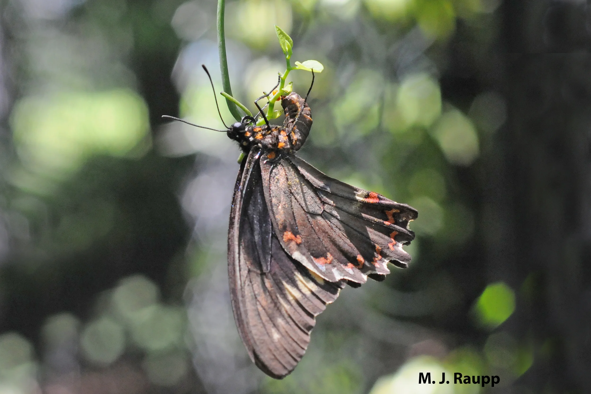 Pipevine is a perfect place to deposit eggs for the female Polydamas swallowtail.