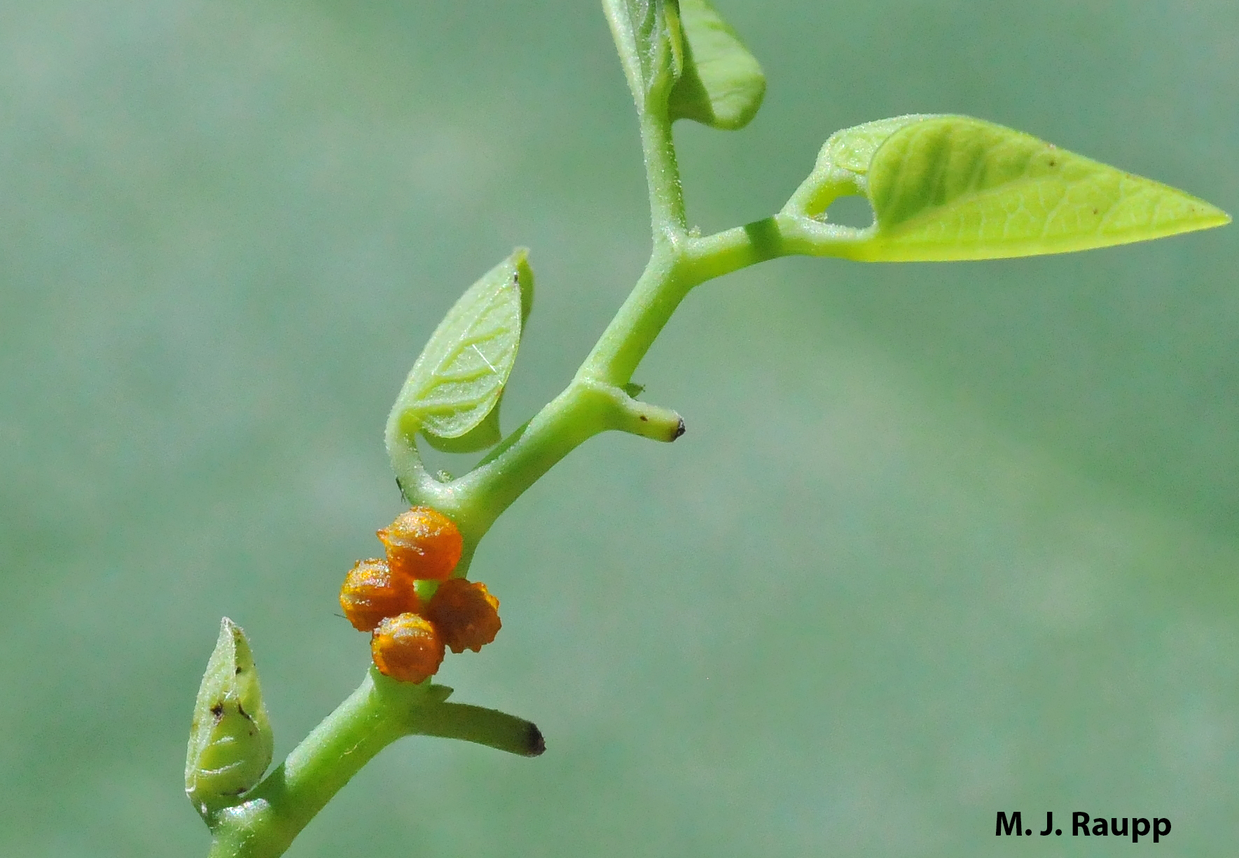 Eggs are often laid near the tips of vines where tender young leaves will soon appear and then disappear down the gullets of hungry caterpillars.