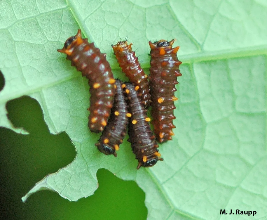 Young Battus caterpillars are a chummy lot and often feed in clusters.
