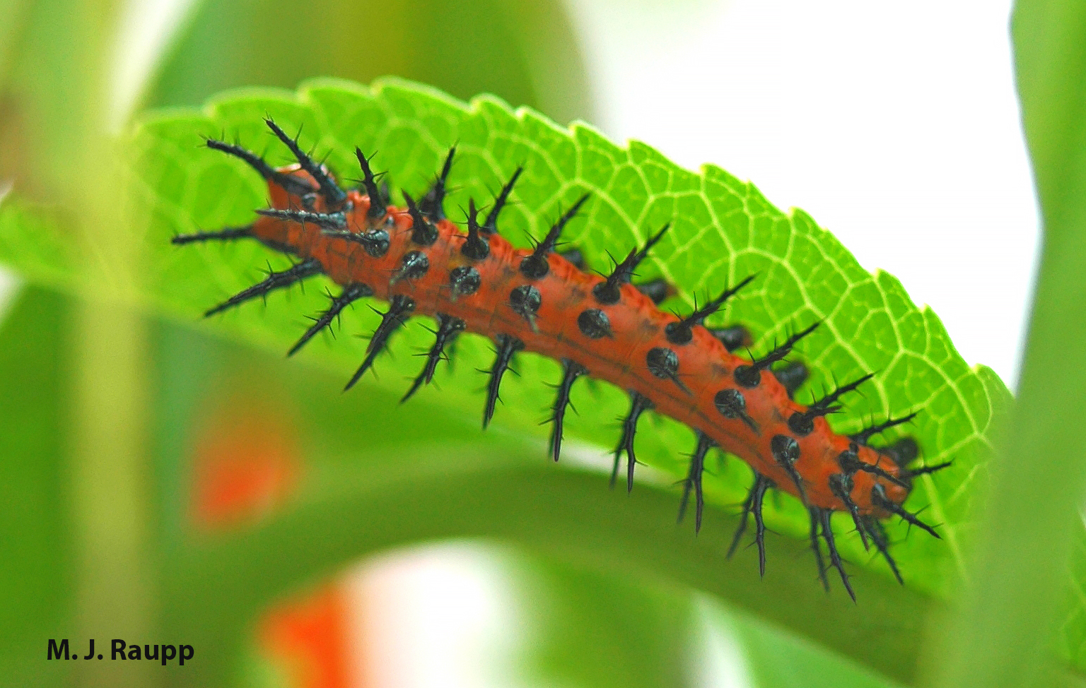 800x600
800x600
Striking contrasts of orange body and black spines may serve as a warning to predators to avoid making a meal of Gulf fritillary caterpillars .
Normal
0
false
false
false
EN-US
X-NONE
X-NONE
MicrosoftInternetExplorer4
/* Style Definitions */
table.MsoNormalTable
{mso-style-name:"Table Normal";
mso-tstyle-rowband-size:0;
mso-tstyle-colband-size:0;
mso-style-noshow:yes;
mso-style-priority:99;
mso-style-parent:"";
mso-padding-alt:0in 5.4pt 0in 5.4pt;
mso-para-margin:0in;
mso-para-margin-bottom:.0001pt;
mso-pagination:widow-orphan;
font-size:10.0pt;
font-family:"Times New Roman","serif";}