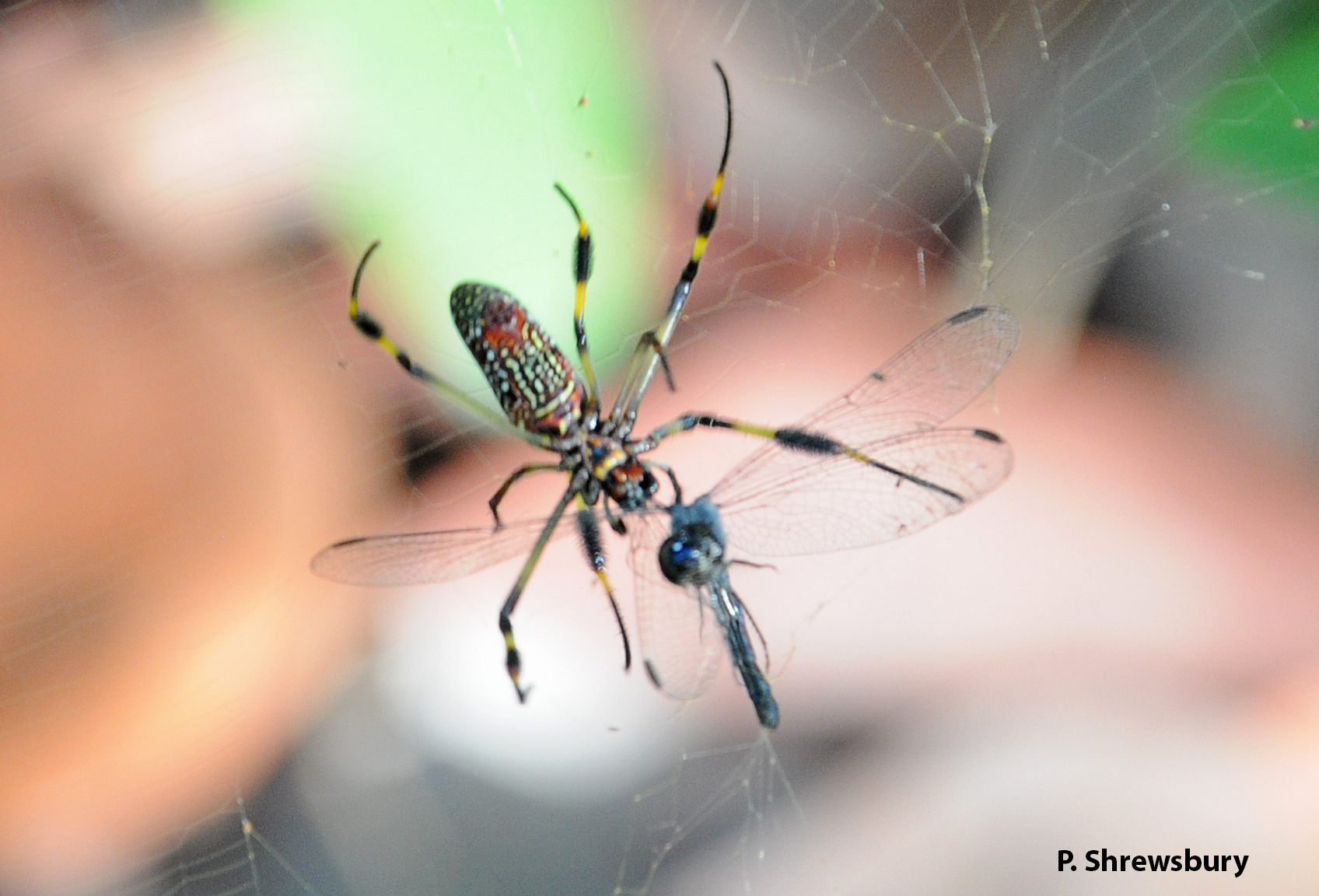 A small dragonfly is next on the lunch menu of this beautiful predator.