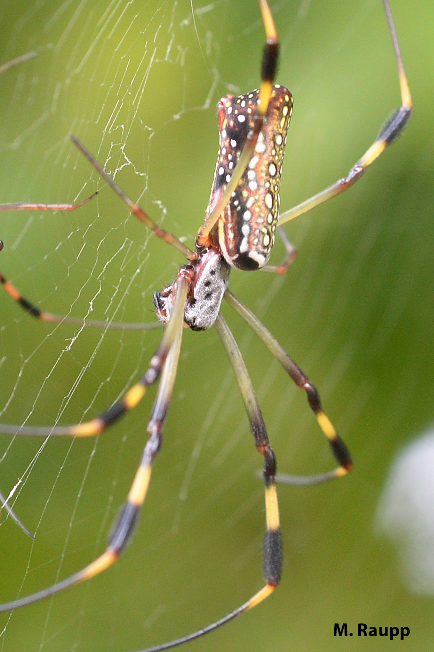The silvery carapace on the back of the spider may reflect strong tropical sunlight aiding in the spider’s ability to beat the heat.