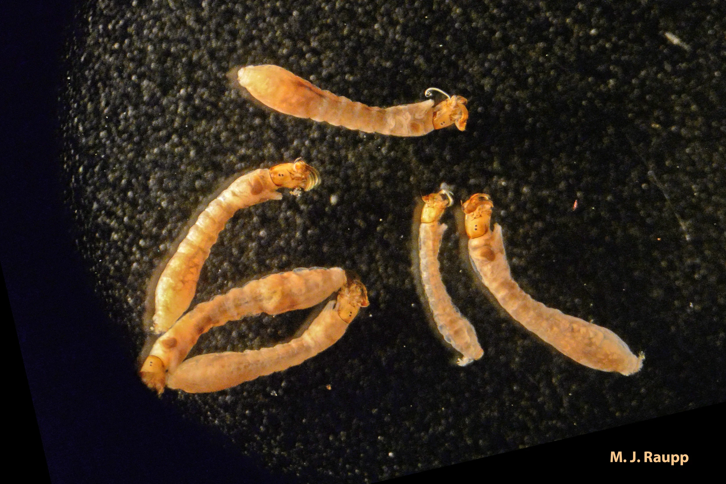 Strange black fly larvae live the life aquatic where they attach to rocks and feed on minute animals and plants on the surface of the substrate.
Normal
0
false
false
false
EN-US
X-NONE
X-NONE
/* Style Definitions */
table.MsoNormalTable
{mso-style-name:"Table Normal";
mso-tstyle-rowband-size:0;
mso-tstyle-colband-size:0;
mso-style-noshow:yes;
mso-style-priority:99;
mso-style-parent:"";
mso-padding-alt:0in 5.4pt 0in 5.4pt;
mso-para-margin-top:0in;
mso-para-margin-right:0in;
mso-para-margin-bottom:10.0pt;
mso-para-margin-left:0in;
line-height:115%;
mso-pagination:widow-orphan;
font-size:11.0pt;
font-family:"Calibri","sans-serif";
mso-ascii-font-family:Calibri;
mso-ascii-theme-font:minor-latin;
mso-hansi-font-family:Calibri;
mso-hansi-theme-font:minor-latin;}