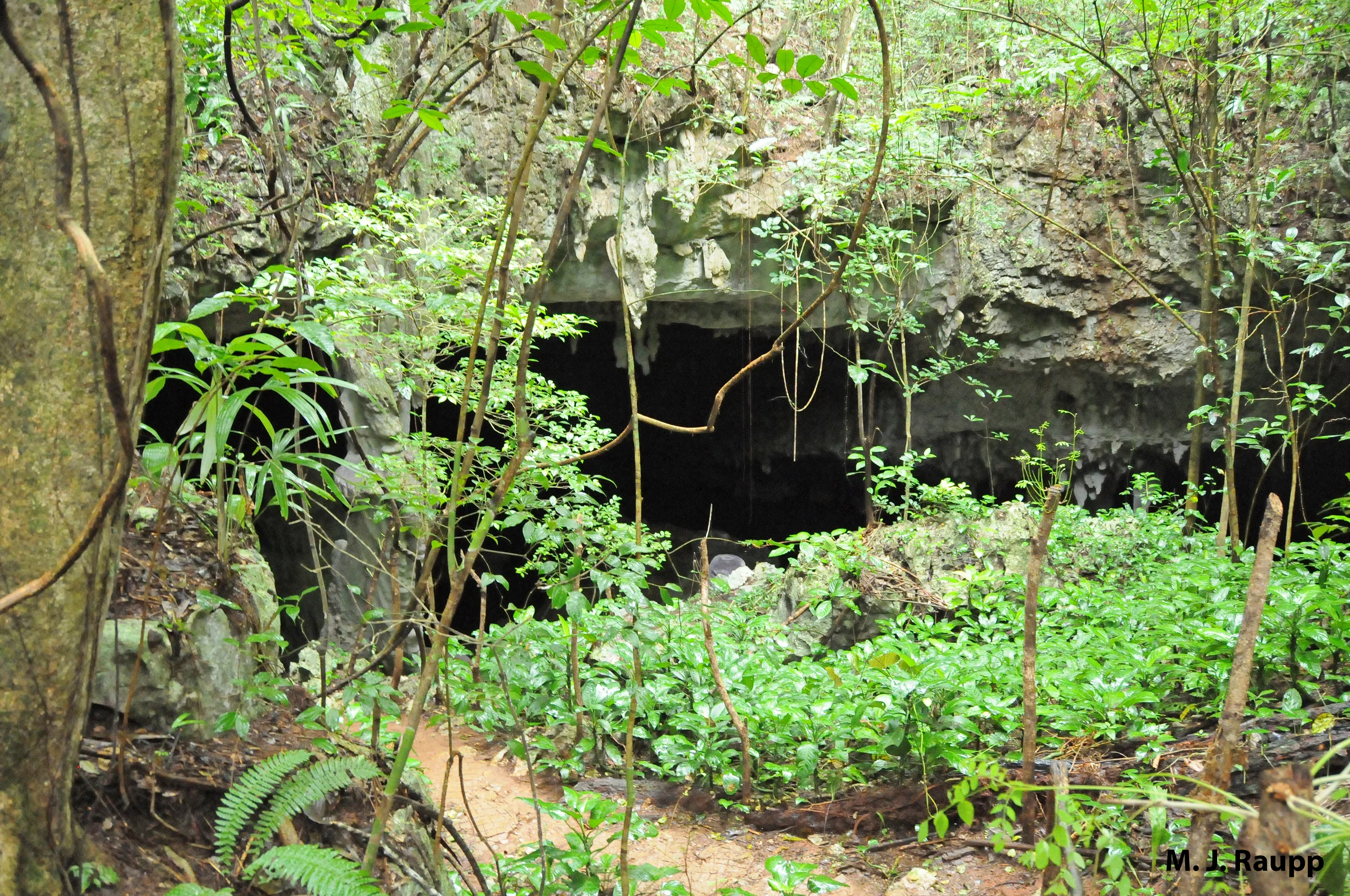 800x600
Through this limestone cavern we entered Xibalba, the kingdom of the dead.