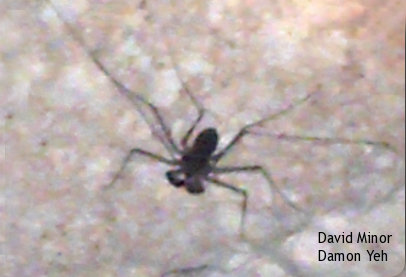 800x600
In the dim light of Xibalba a whip spider waits with outstretched legs.