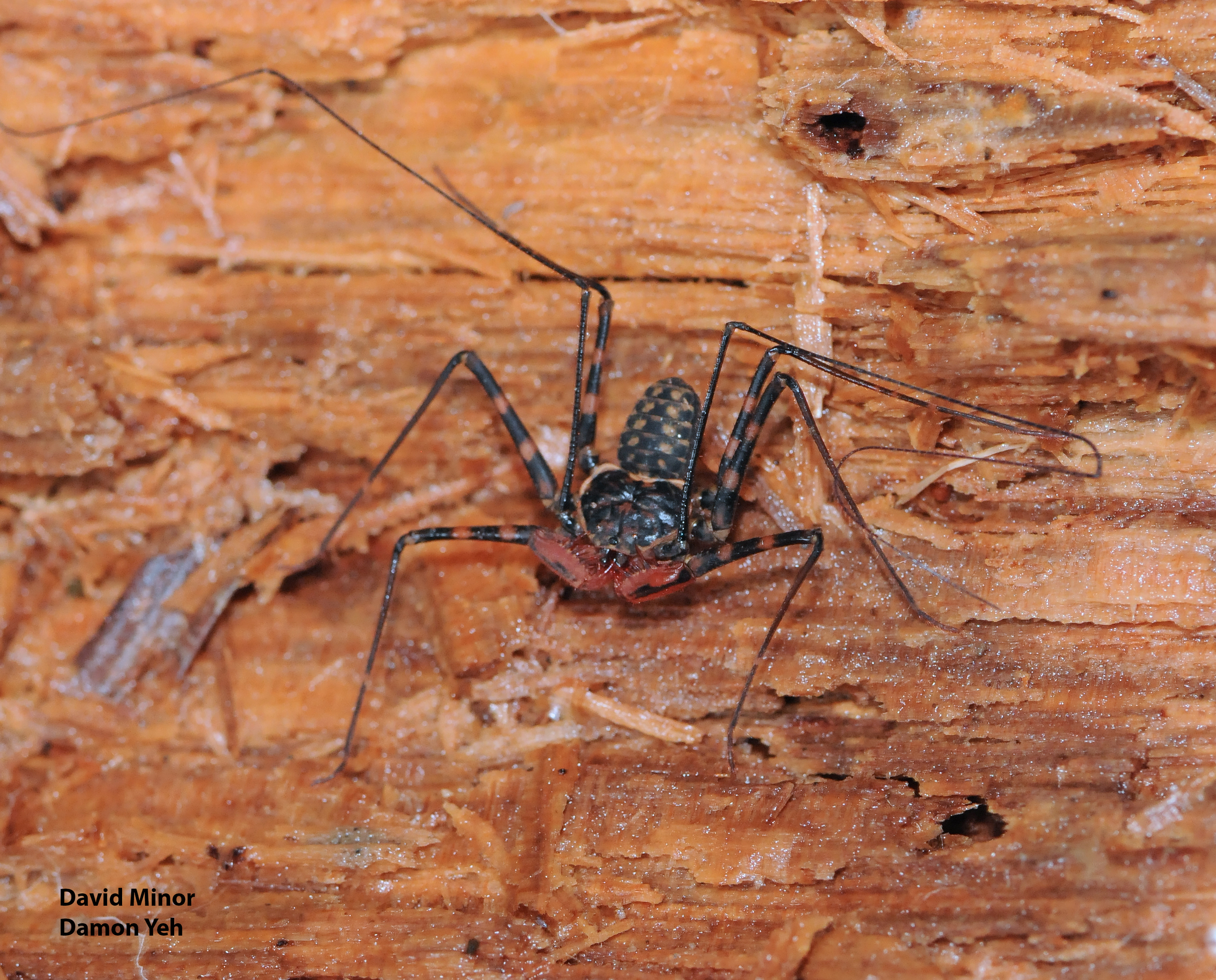 800x600
Crazy long legs enable the whip spider to find food and mates and avoid predators in the darkness.